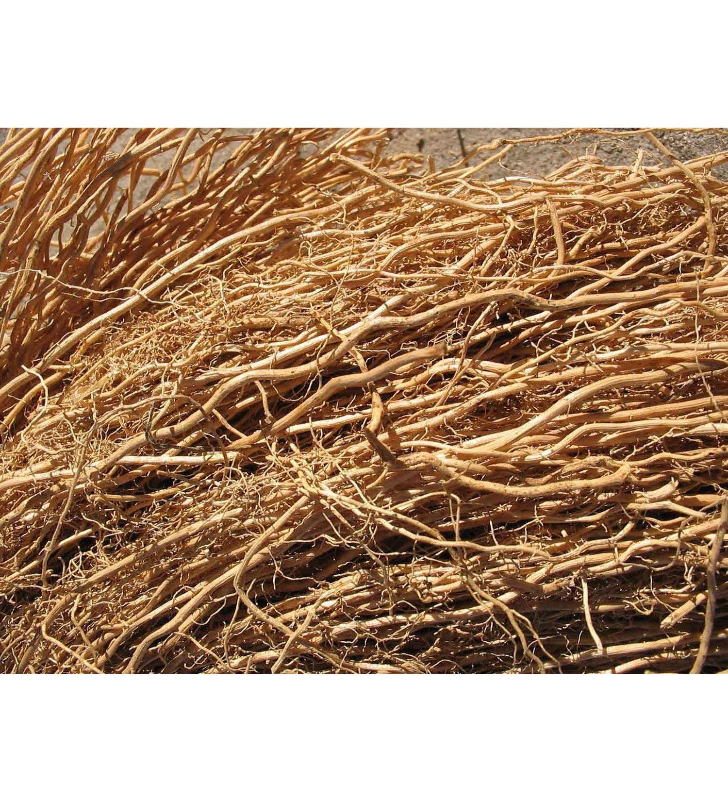 Scash Vetiver Root Chrysopogon zizanioides Khus Khus Natural Herb Dry Root 50 Gram