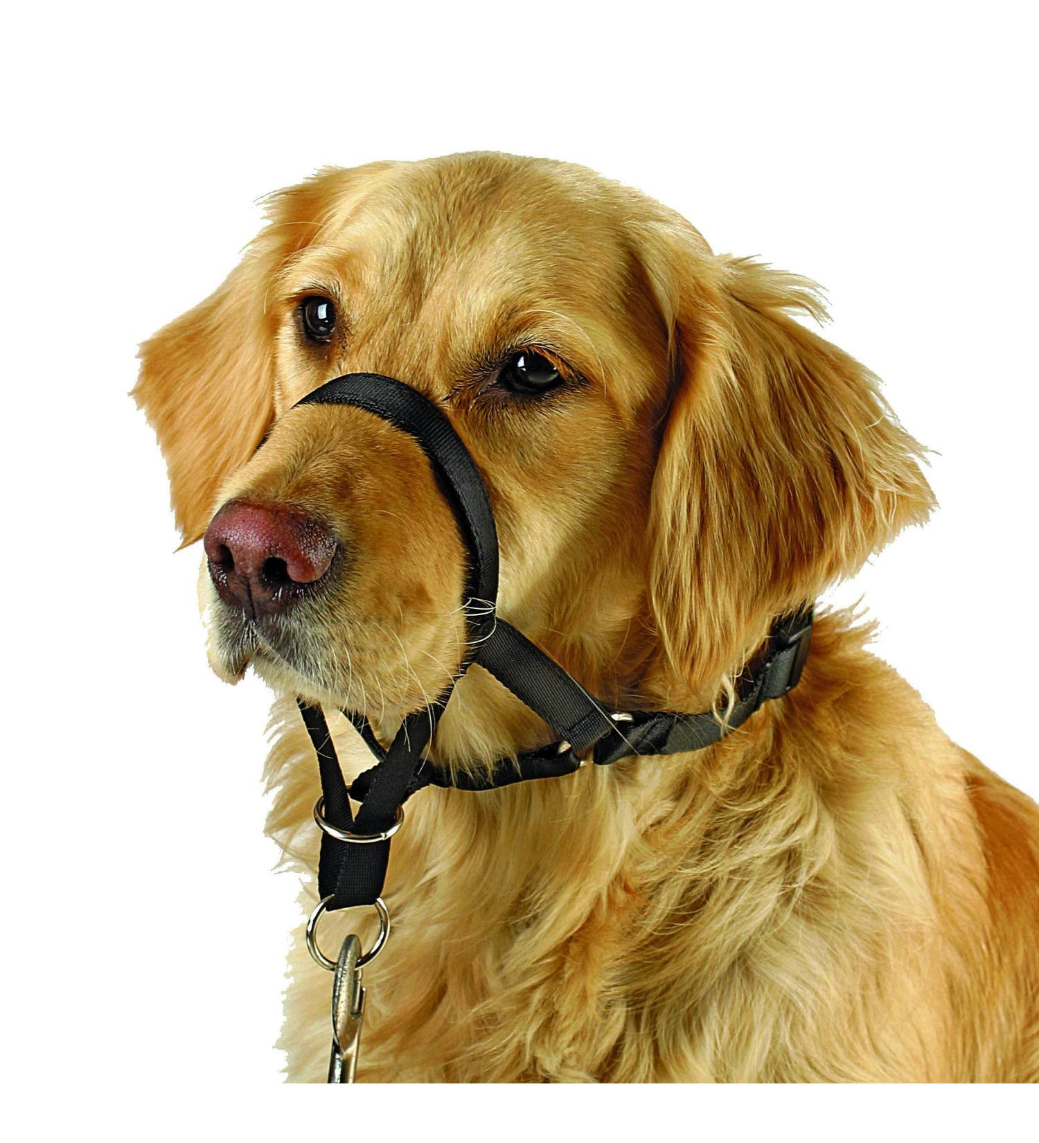 Kerbl Maxi Coach Harness Size 2 Black - Buy Online on GoSupps.com