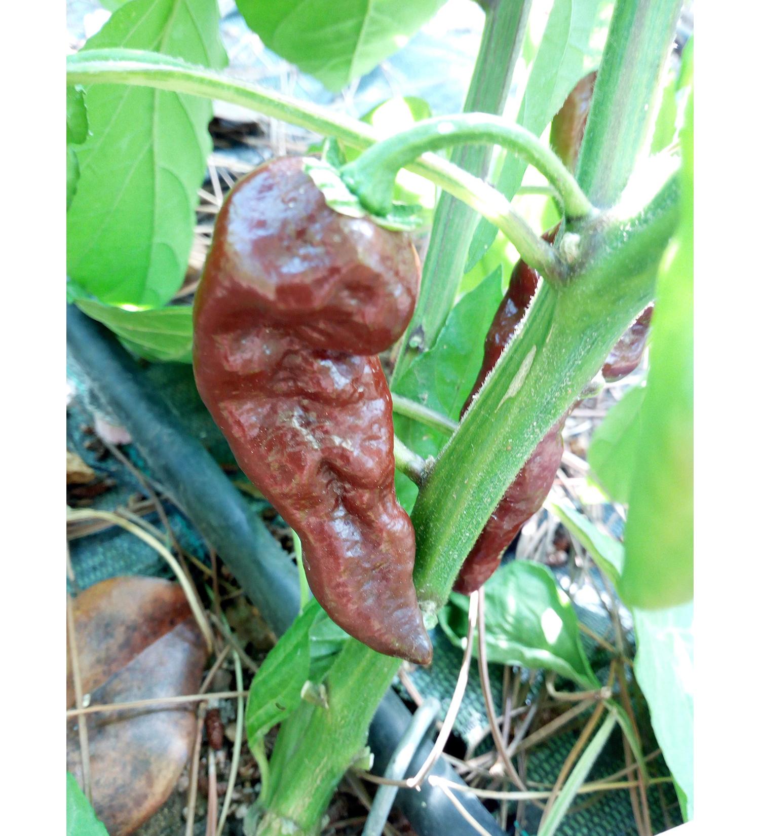 BHUT JOLOKIA CHOCOLATE (India) 5 SEMI PURI very hot chili pepper BJ chocolate