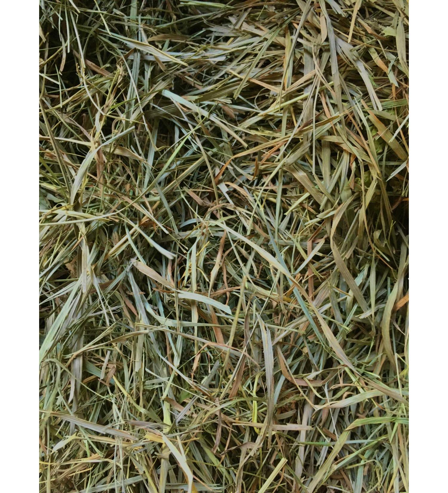Second Cut Timothy Rabbit Hay from Elmsview Farms - 10lb Box of Small Pet Timothy Hay Mix - Buy Online on GoSupps.com