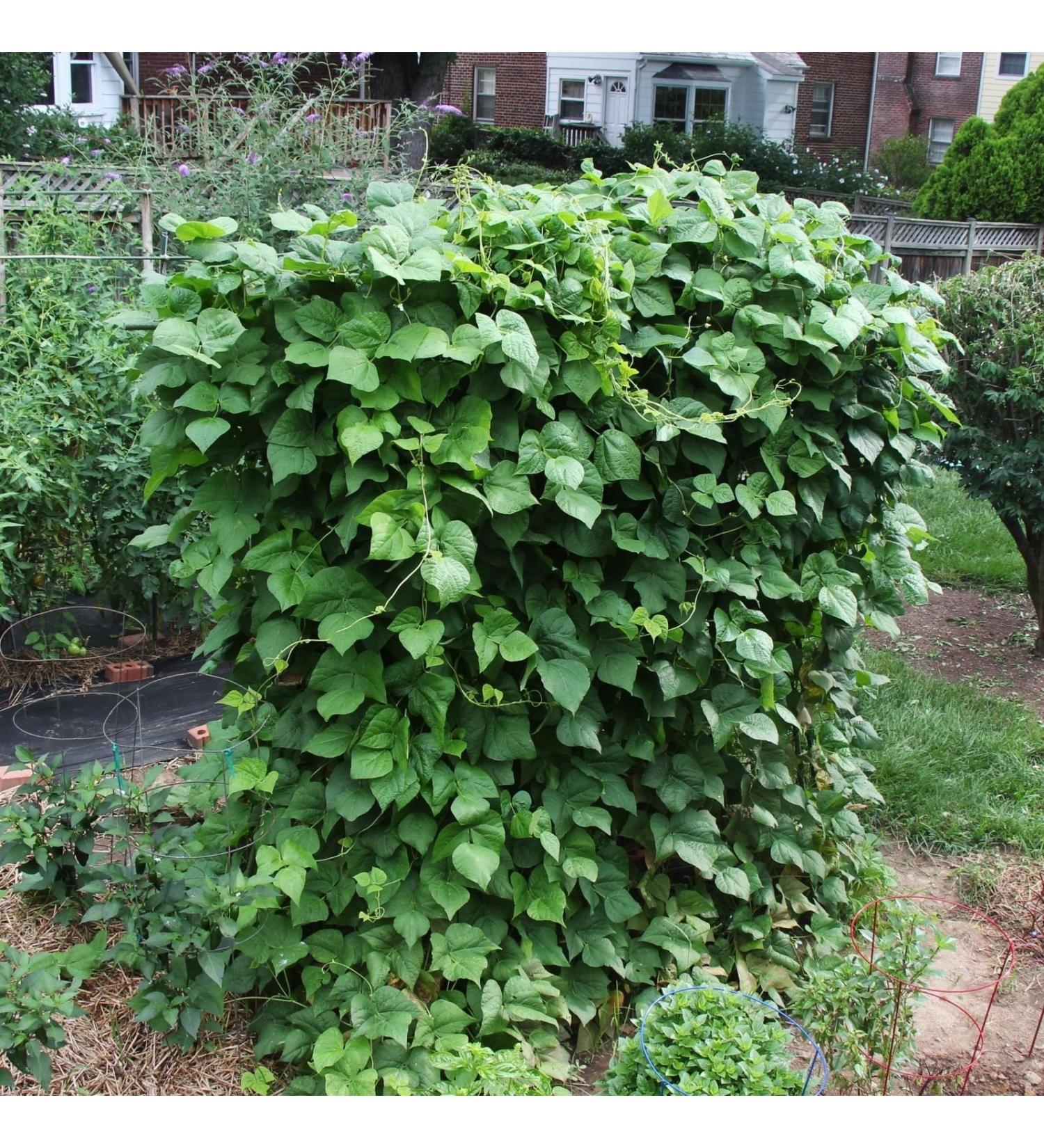 Semi Blue Lake FM1 Polo Bean ( 18): Certified Organic Non-GMO Bustina di semi