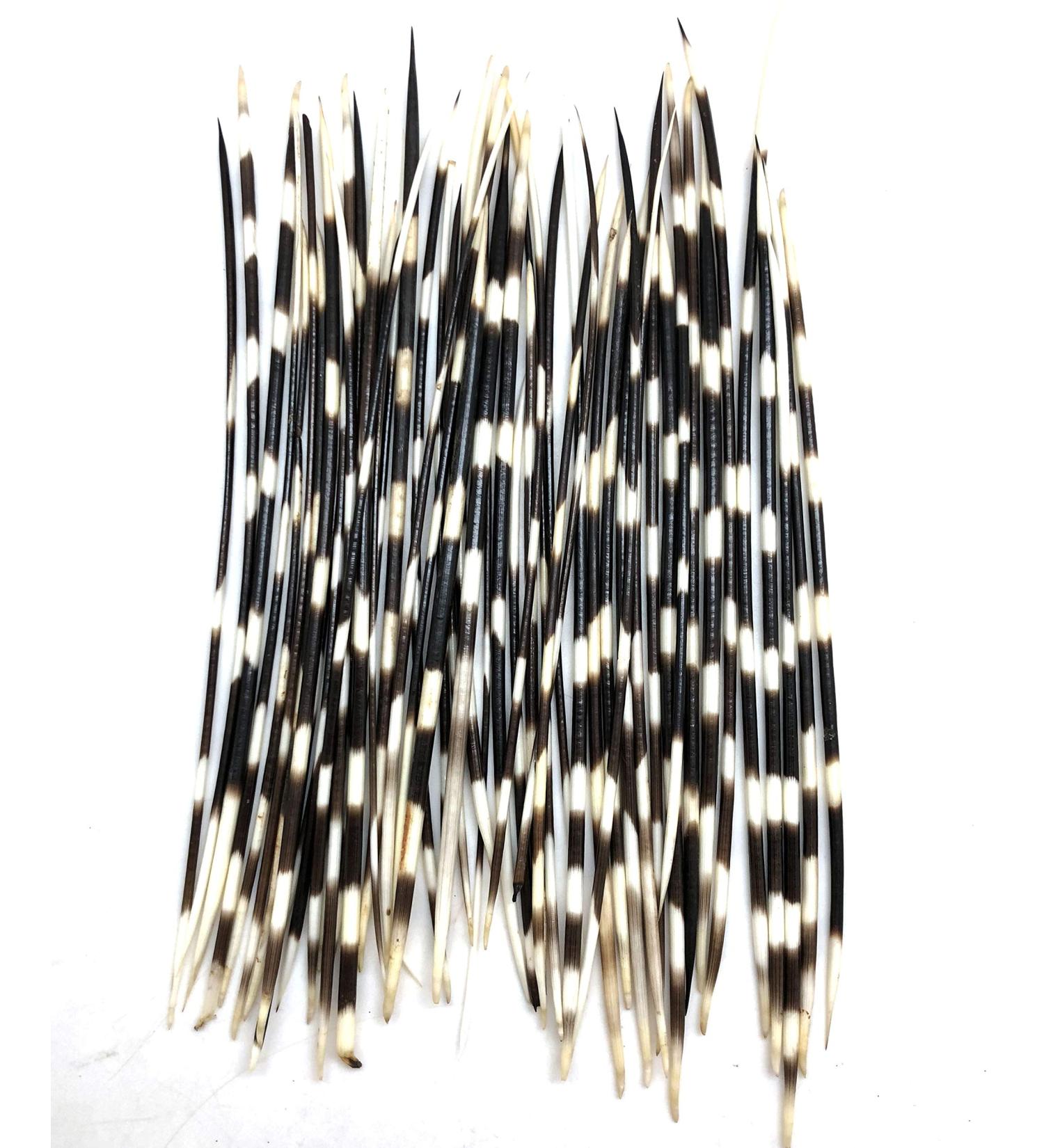 PEPPERLONELY 5PC Thin South Africa Porcupine Quills (8 Inch   10 Inch) 4. Thin 8 Inch   10 Inch