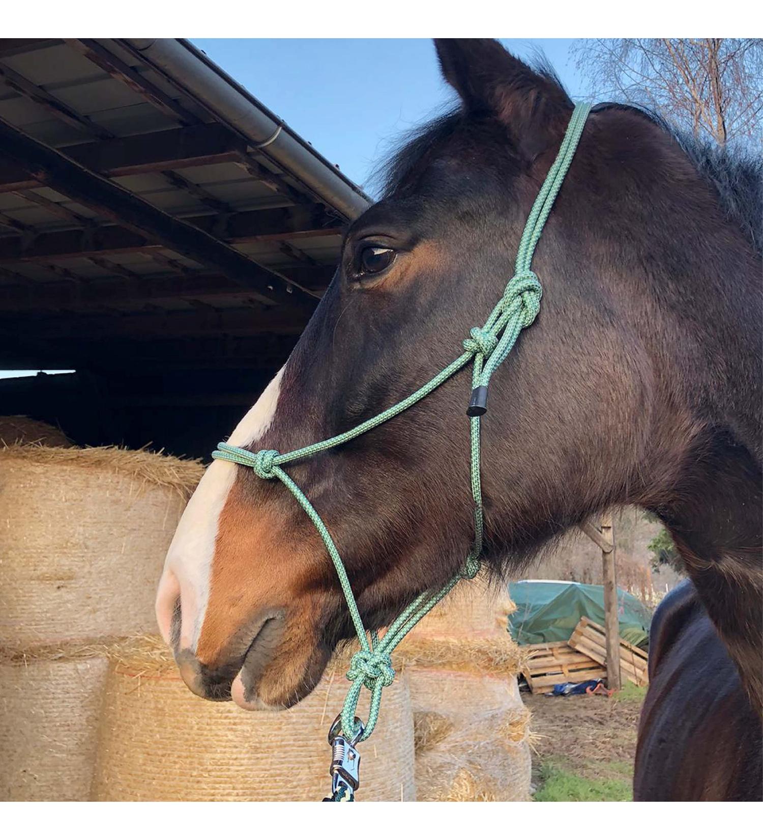 Knothalter f r Bodenarbeit Optimale Knotentrainer f r Warmblut | Strapazierf hige Kn strapped f r F hrung & Beladung - Buy Online on GoSupps.com