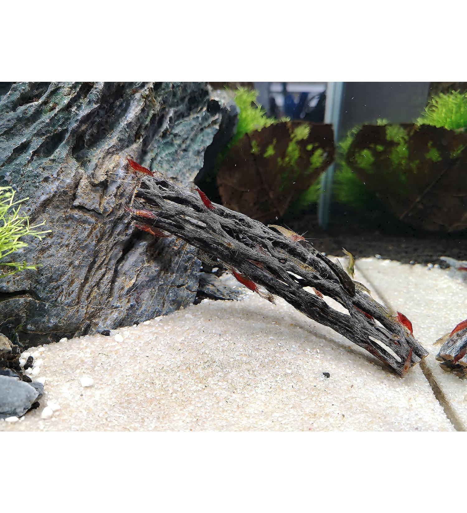 Proximus N1 Cholla Wood aquarium decoration for aquascape shrimp tank fish fry - Buy Online on GoSupps.com