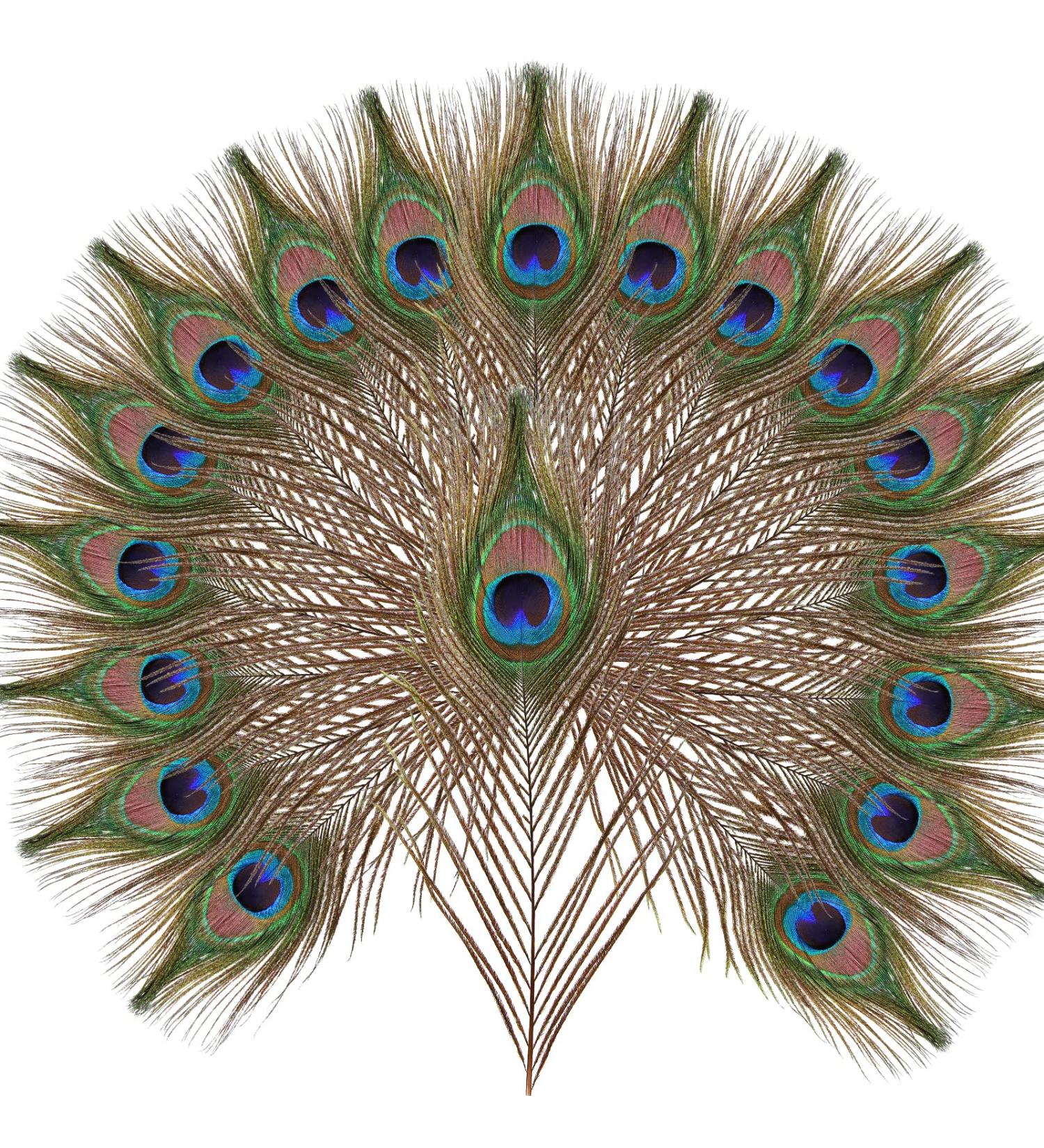 10pcs Multicolored Natural Peacock Feathers for DIY Crafts and Easter Decoration - 10-12 inch - Buy Online on GoSupps.com