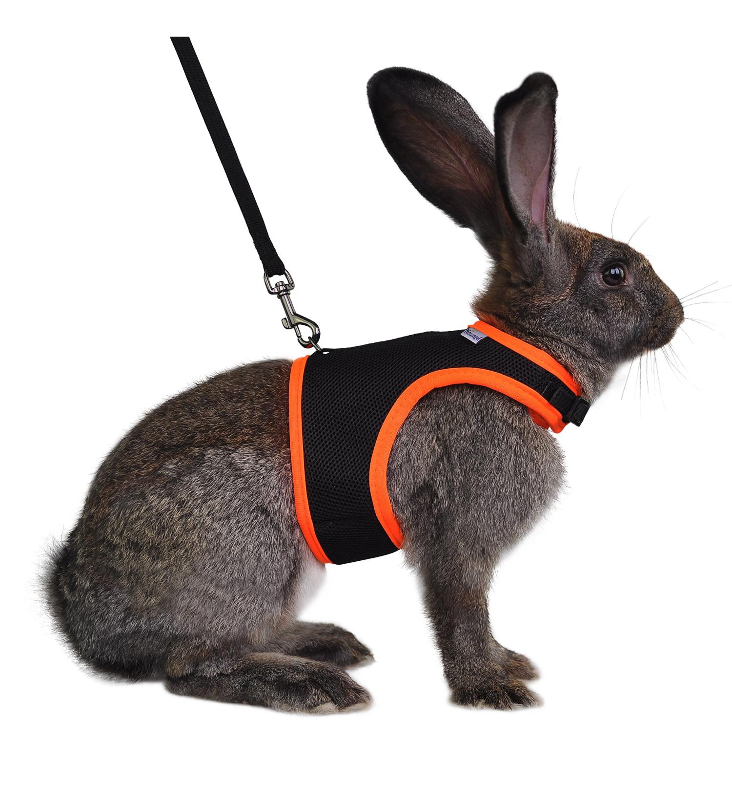 Adjustable Soft Harness & Elastic Leash for Rabbits | Niteangel - Buy Online on GoSupps.com