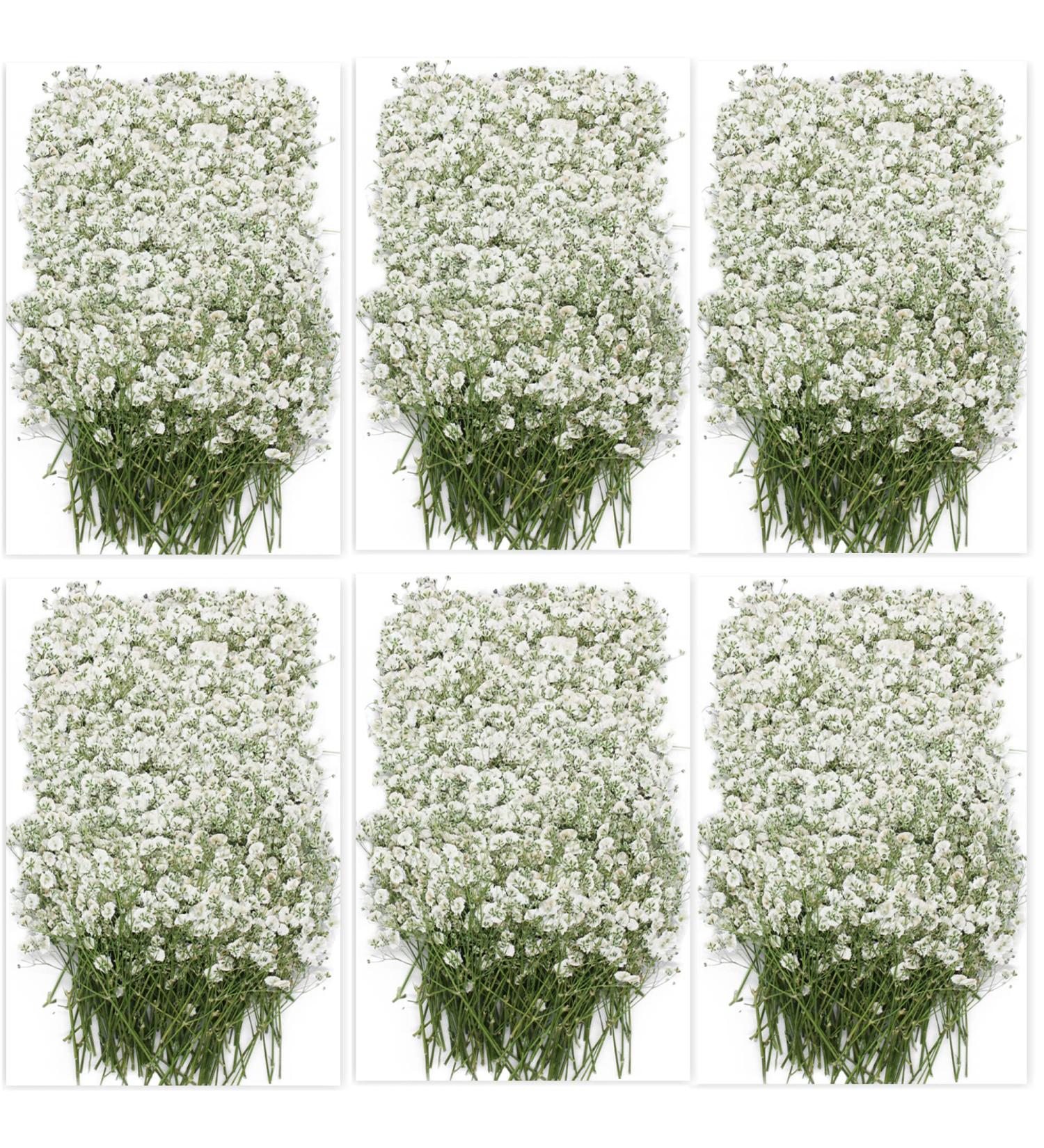 100PCS Dried Pressed Baby's Breath Flowers Bulk - YouthBro Real Nature Ivory White Gypsophila Branches Bouquet for Resin Invitations Wedding Art Craft DIY Card Making - Buy Online on GoSupps.com