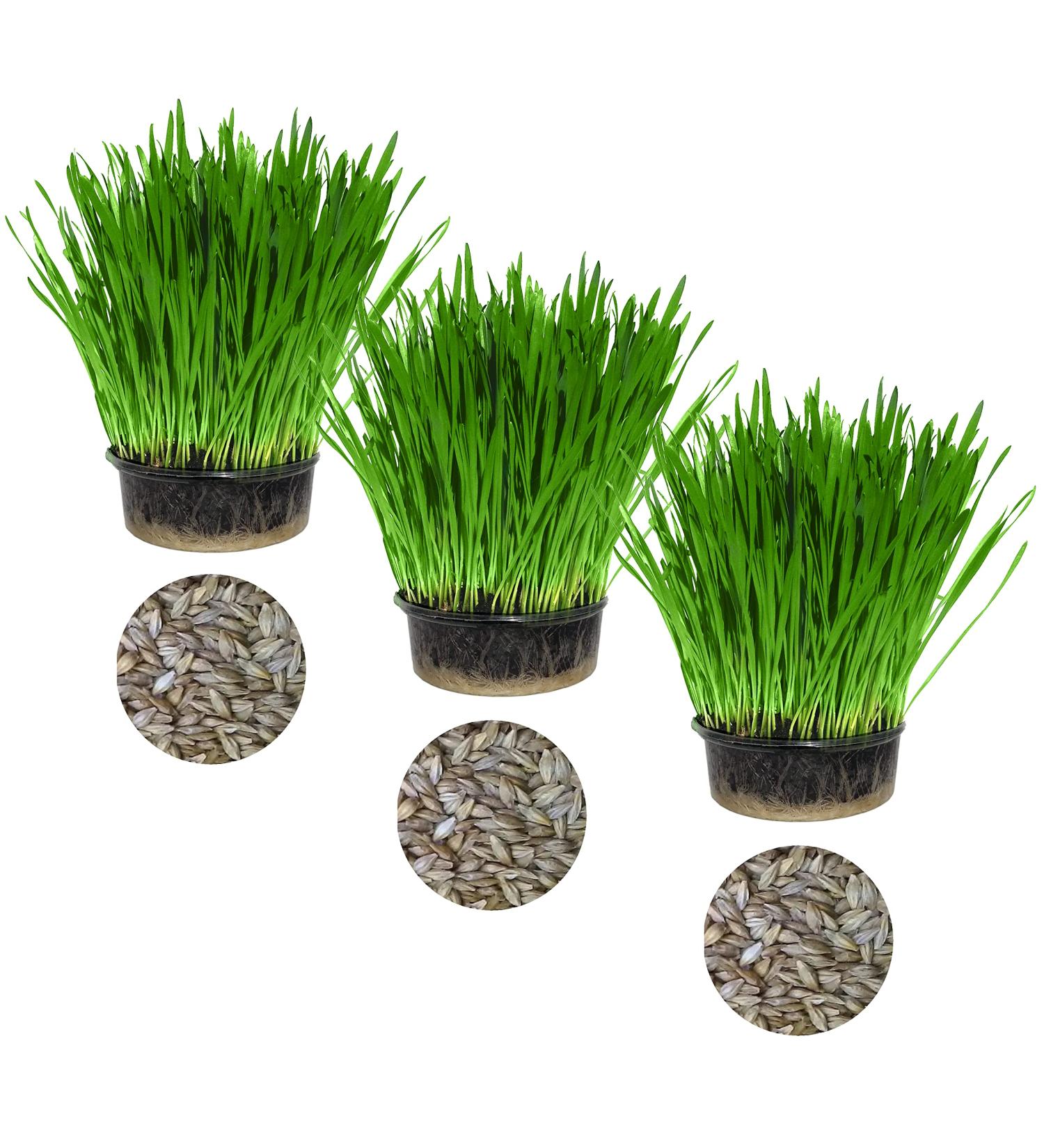 Cat Grass Barley 3 Pack by Cat FurNature - Buy Online on GoSupps.com