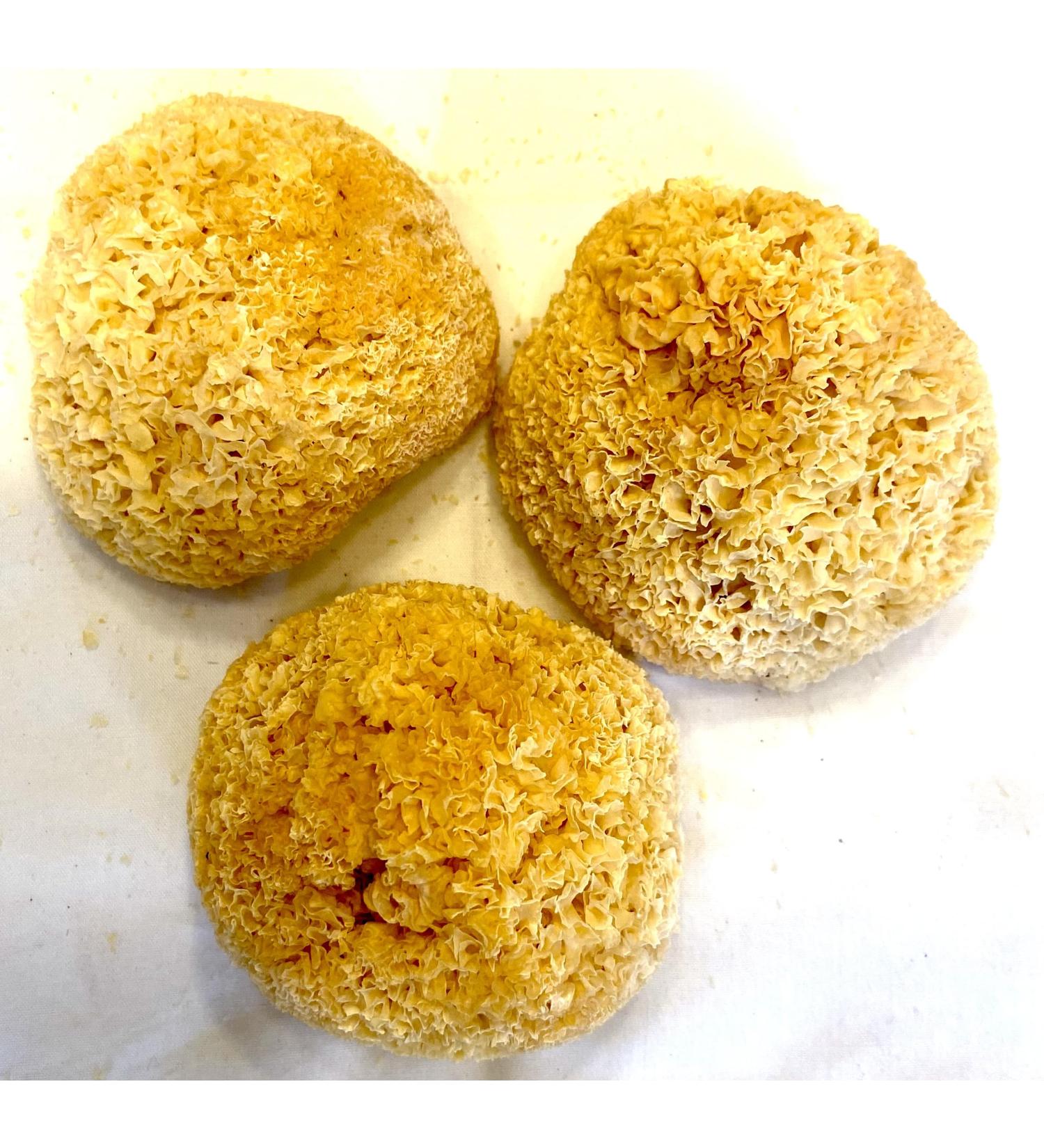 Tremella White/ Snow Fungus Whole Heads/Brackets (Tremella Fuciformis) 3 Pieces Avg.110g - Buy Online on GoSupps.com