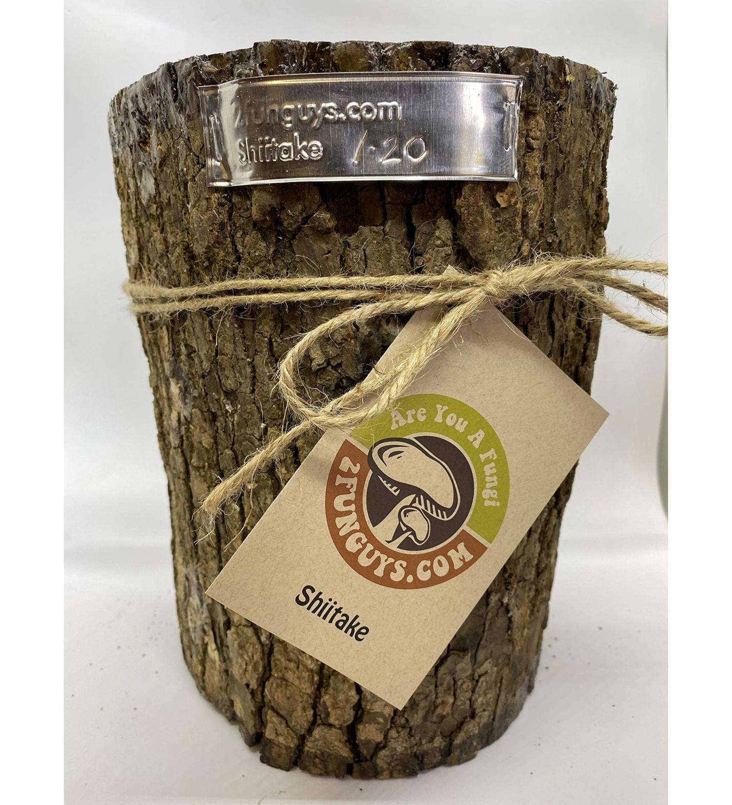 DIY Shiitake Mushroom Log Kit - Mr. Stumpy | Grow Your Own Mushrooms - Buy Online on GoSupps.com