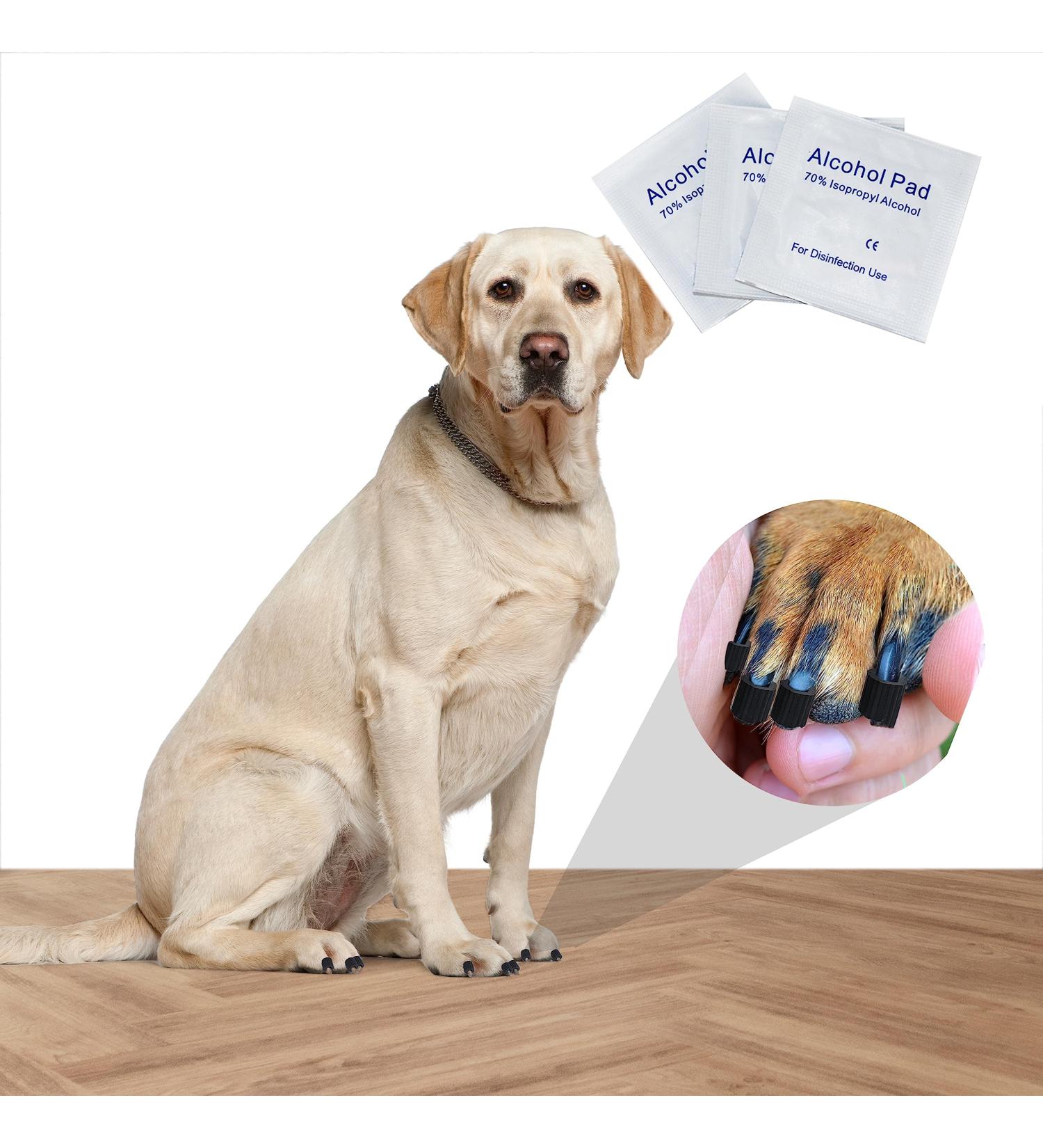 EIDEAL Pets | Nail-Grips for Dogs | Anti-slip Nail Covers for Dogs | Traction Grips for Dogs | Affordable Rubber Grips for Dogs for Hardwood Floors | Instant Relief for Dogs who Slip (XXL) | One pack (20 Grips) - Buy Online on GoSupps.com