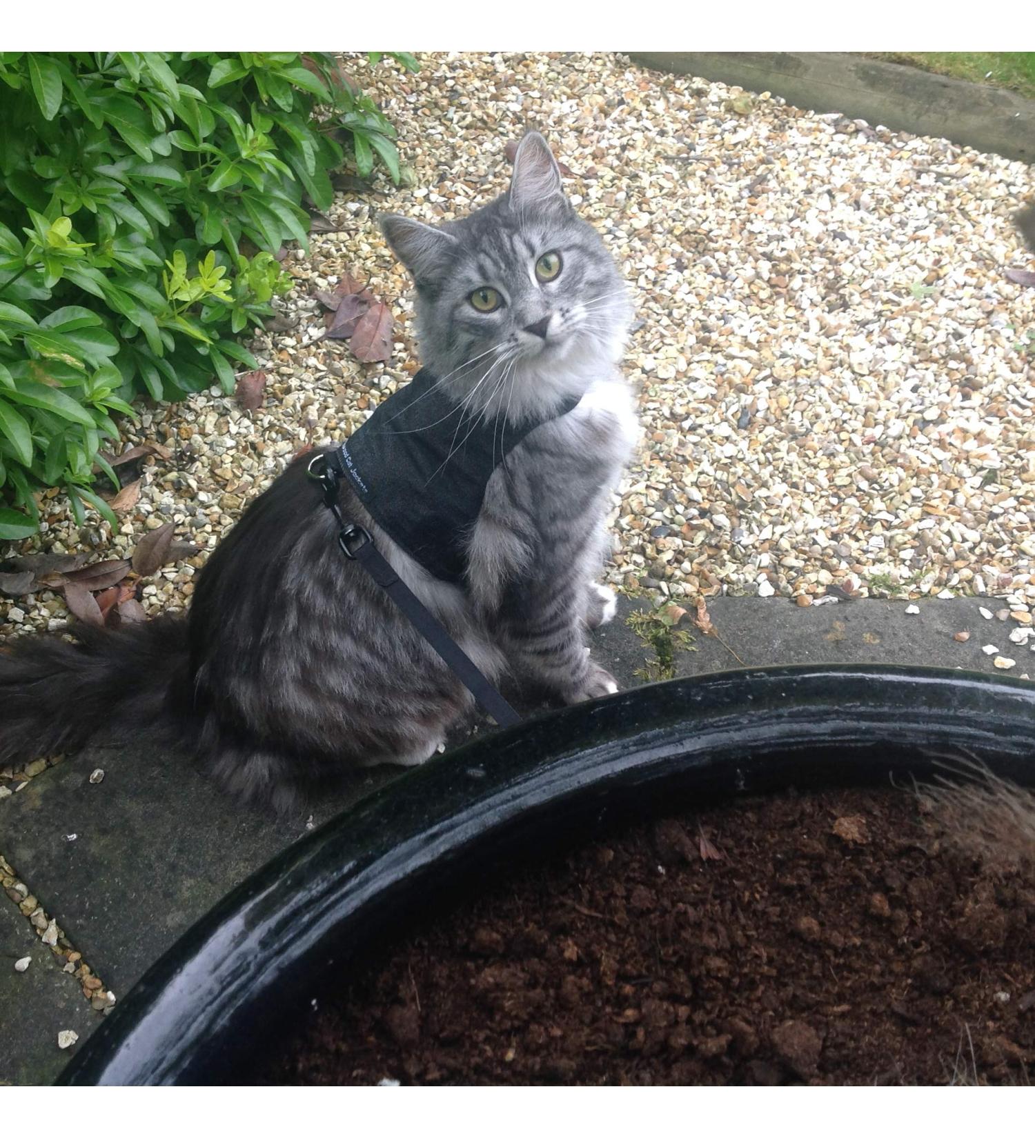 Mynwood Cat Jacket/Harness Black Denim Adult Cat black adult - Buy Online on GoSupps.com