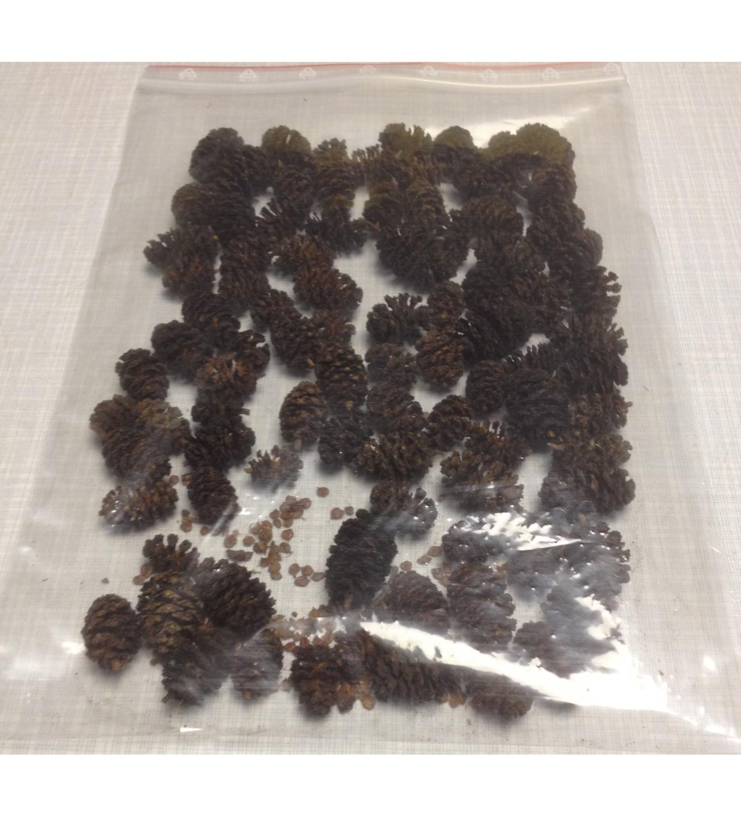 Alder cones (100g) Black alder Alnus glutinosa black alder cones
