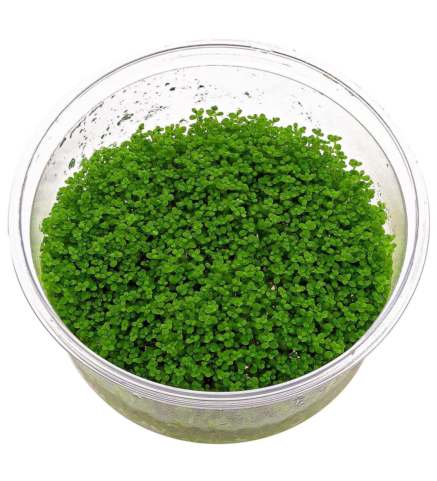 Dwarf Baby Tears / Hemianthus callitrichoides 'Cuba' - In-Vitro - Buy Online on GoSupps.com