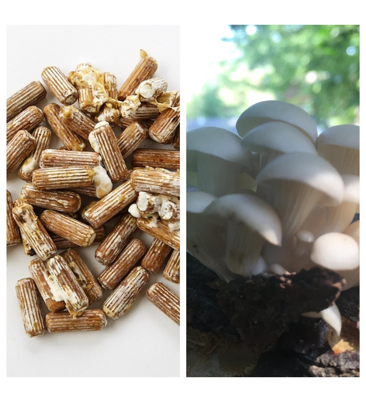 Oyster Mushroom Mycelium Plug Spawn - 100 Count | Grow Edible & Medicinal Fungi on Trees & Logs - Buy Online on GoSupps.com