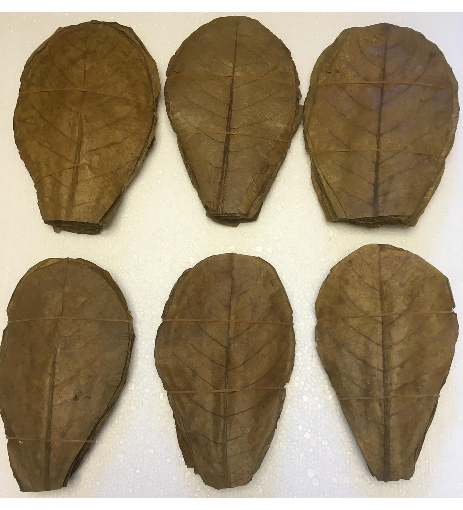 100 Indian Almond Leaves approx. 20cm / Catappa Leaves/Indian Almond - Natural water conditioner for healthy fish and shrimp