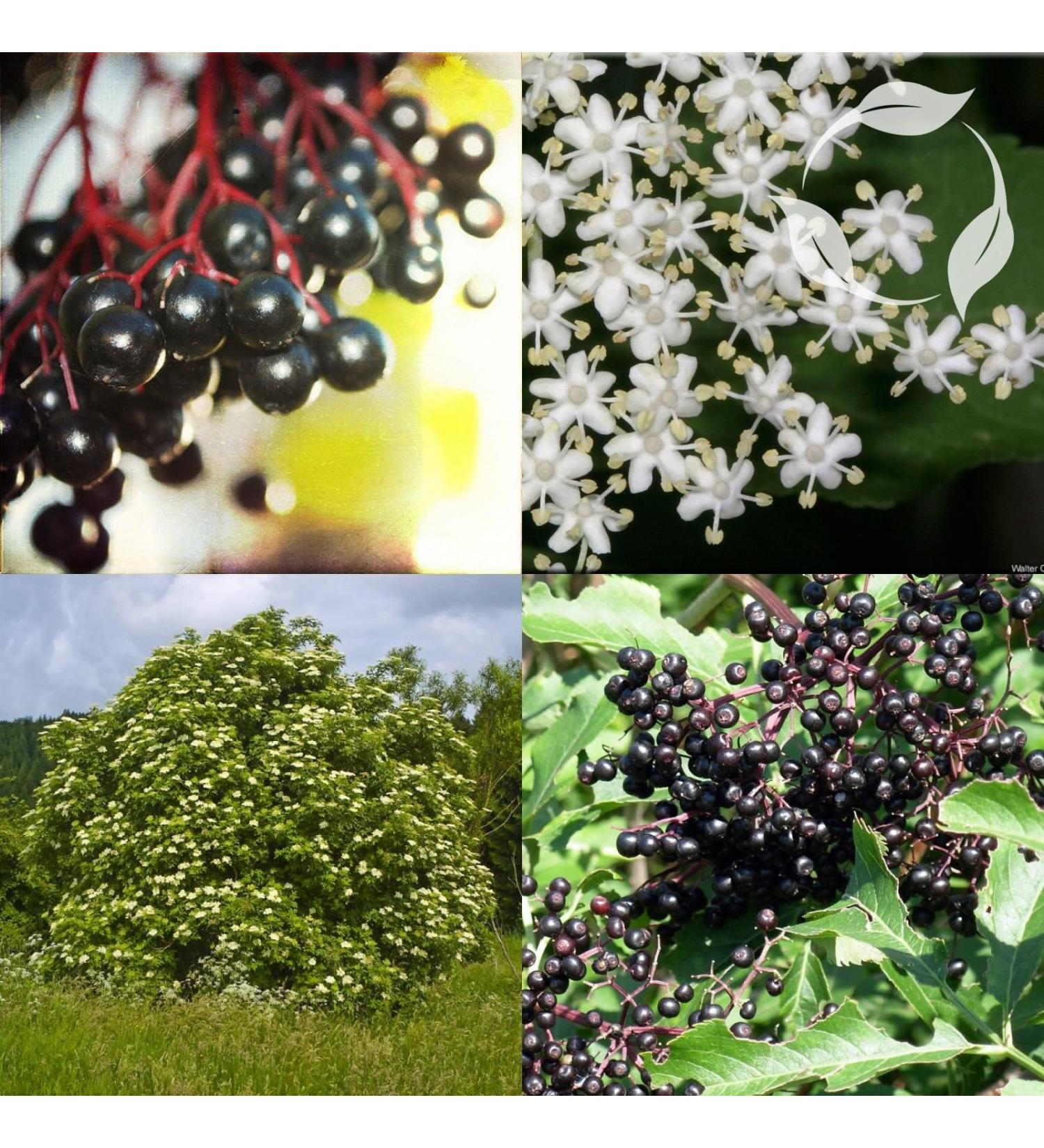 Buy European Elderberry (Sambucus Nigra) Seeds - 25+ Premium Seeds for Health & Wellness | Fast International Shipping - Buy Online on GoSupps.com