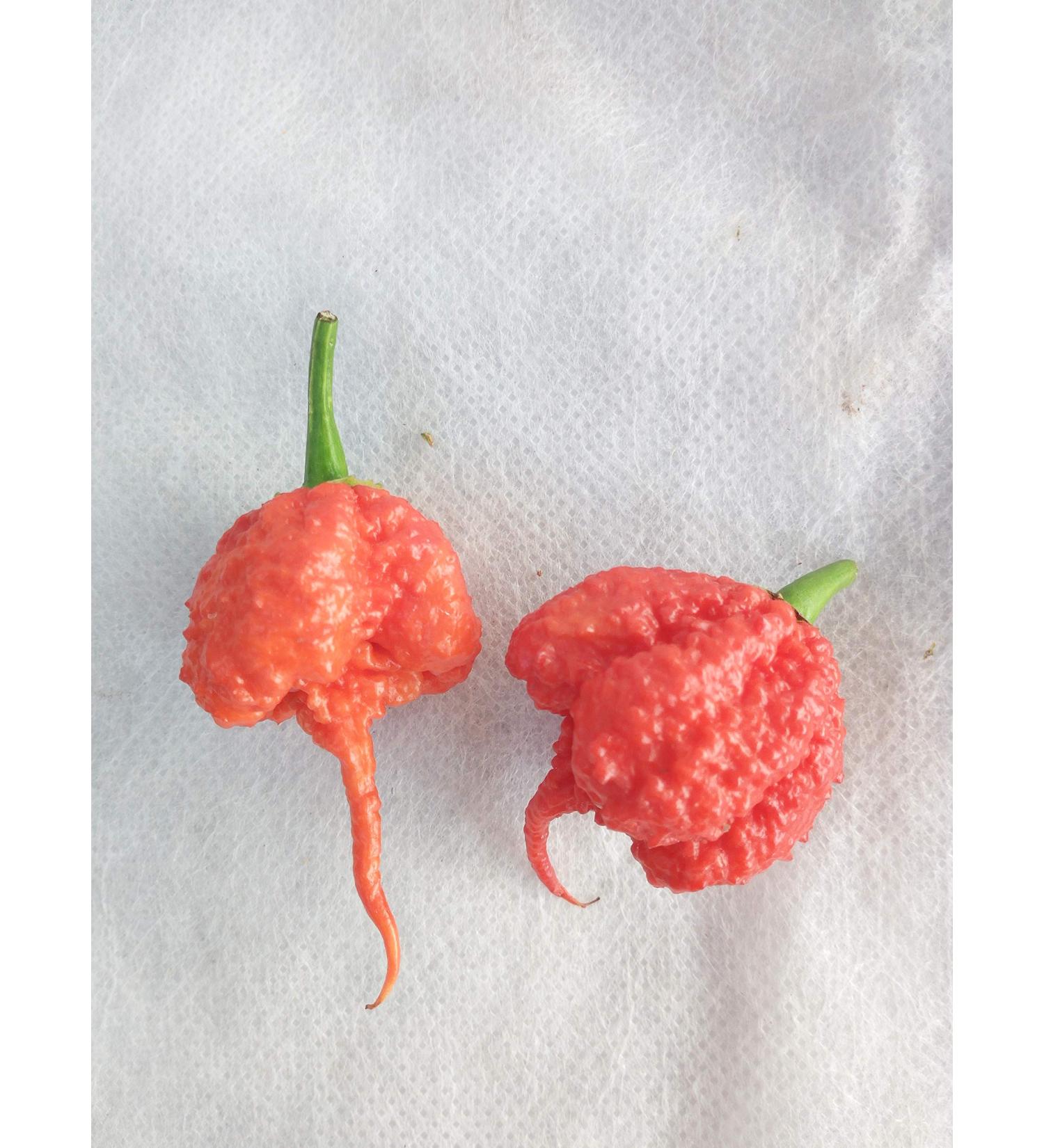 GHINO DI TACCO 12 varieties - CAROLINE REAPER HP22-ACRATA-HABANERO CHOCOLATE-PETER PEPPER RED-BUTT JOLOKIA CHOCOLATE-SCOTCH BONNET-CEDRINO-JALAPENO-ECC. - Buy Online on GoSupps.com