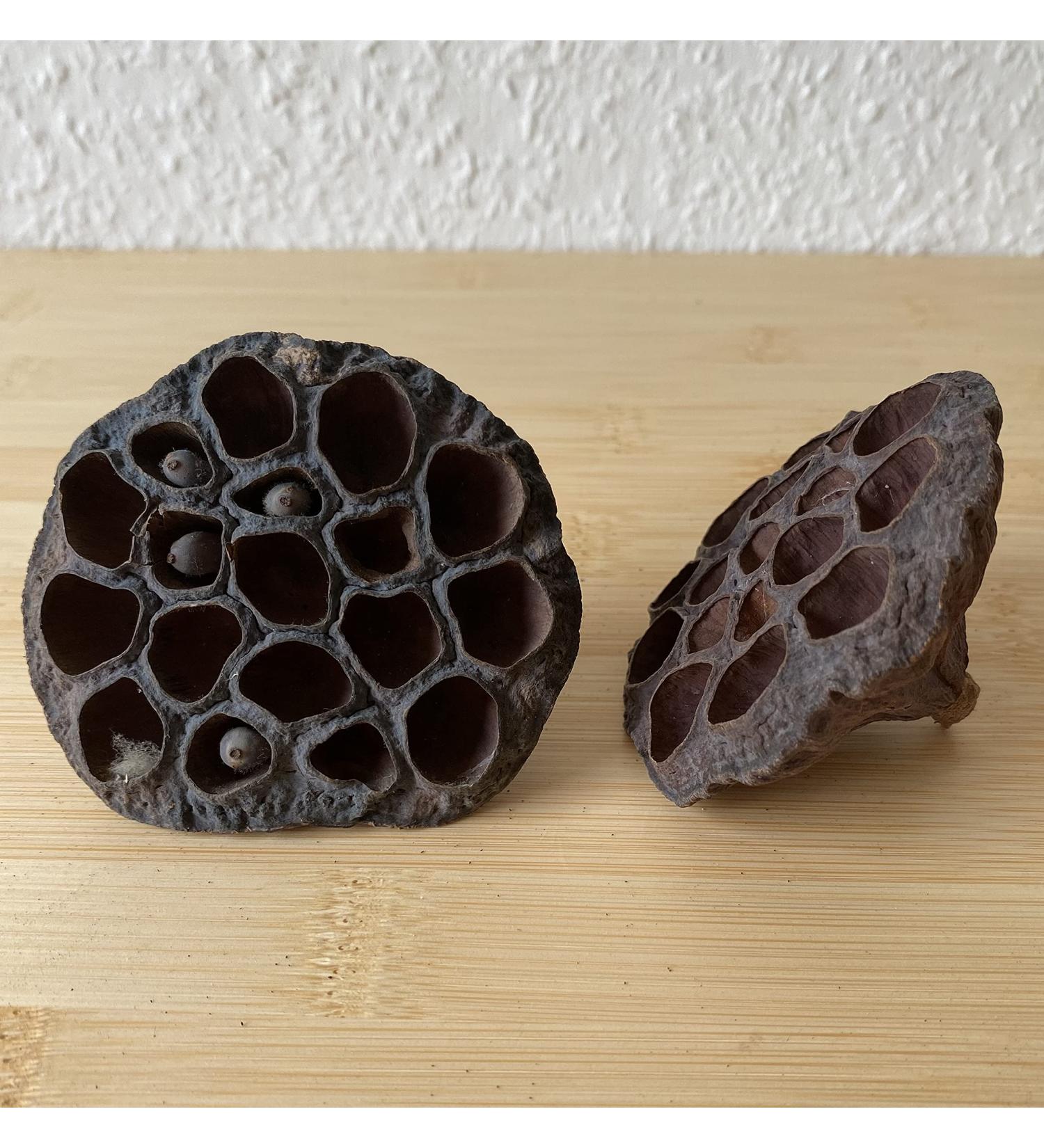 garnelenshop24de Lotos Lotus Bud - Decoration & hiding place