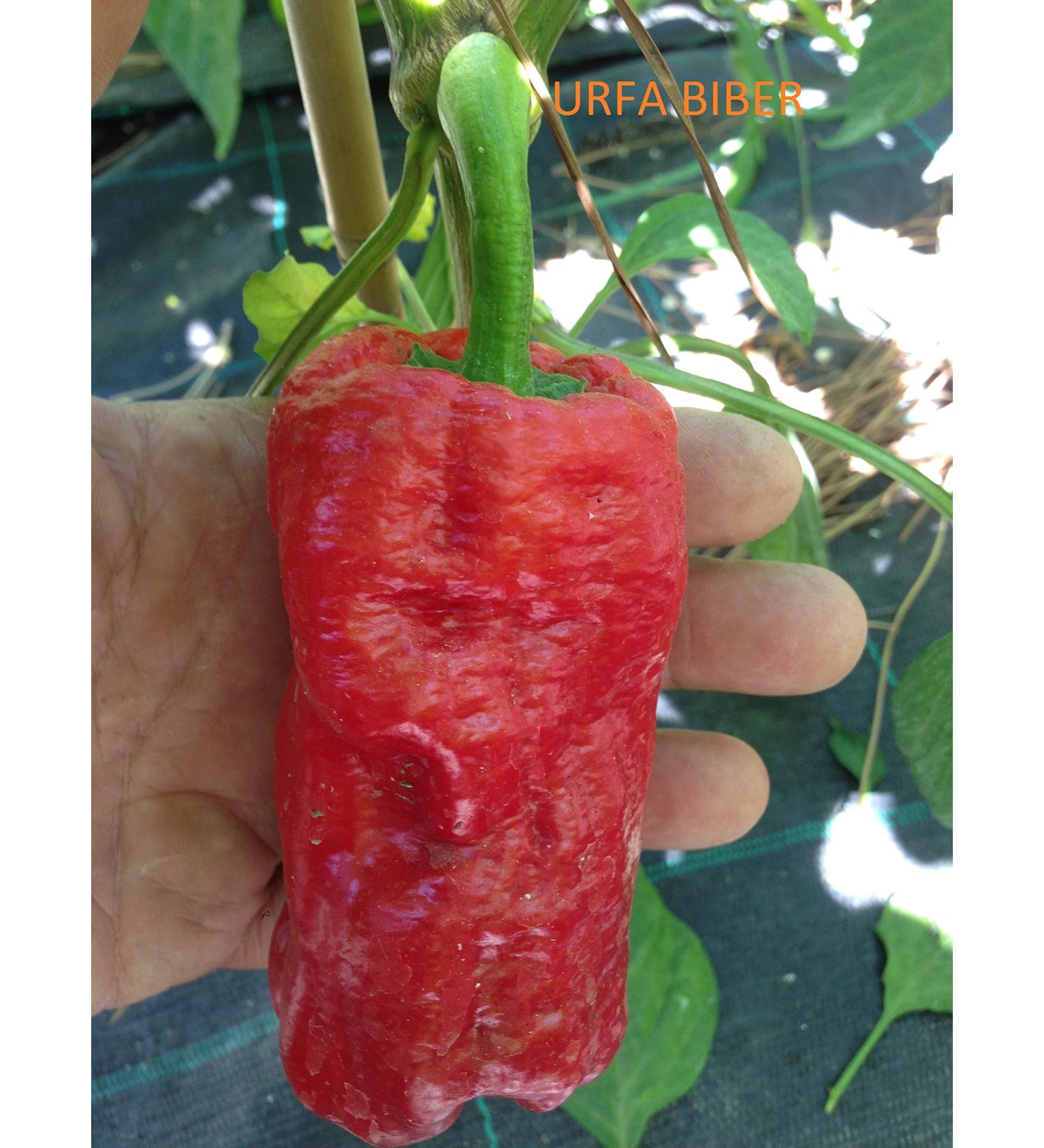 JAI'S GHOST RED-SOVERATO-BIG MAMA MUSTARD-CAPEZZOLI DI SCIMMIA-URFA BIBER-AJI PANCA - Buy Online on GoSupps.com