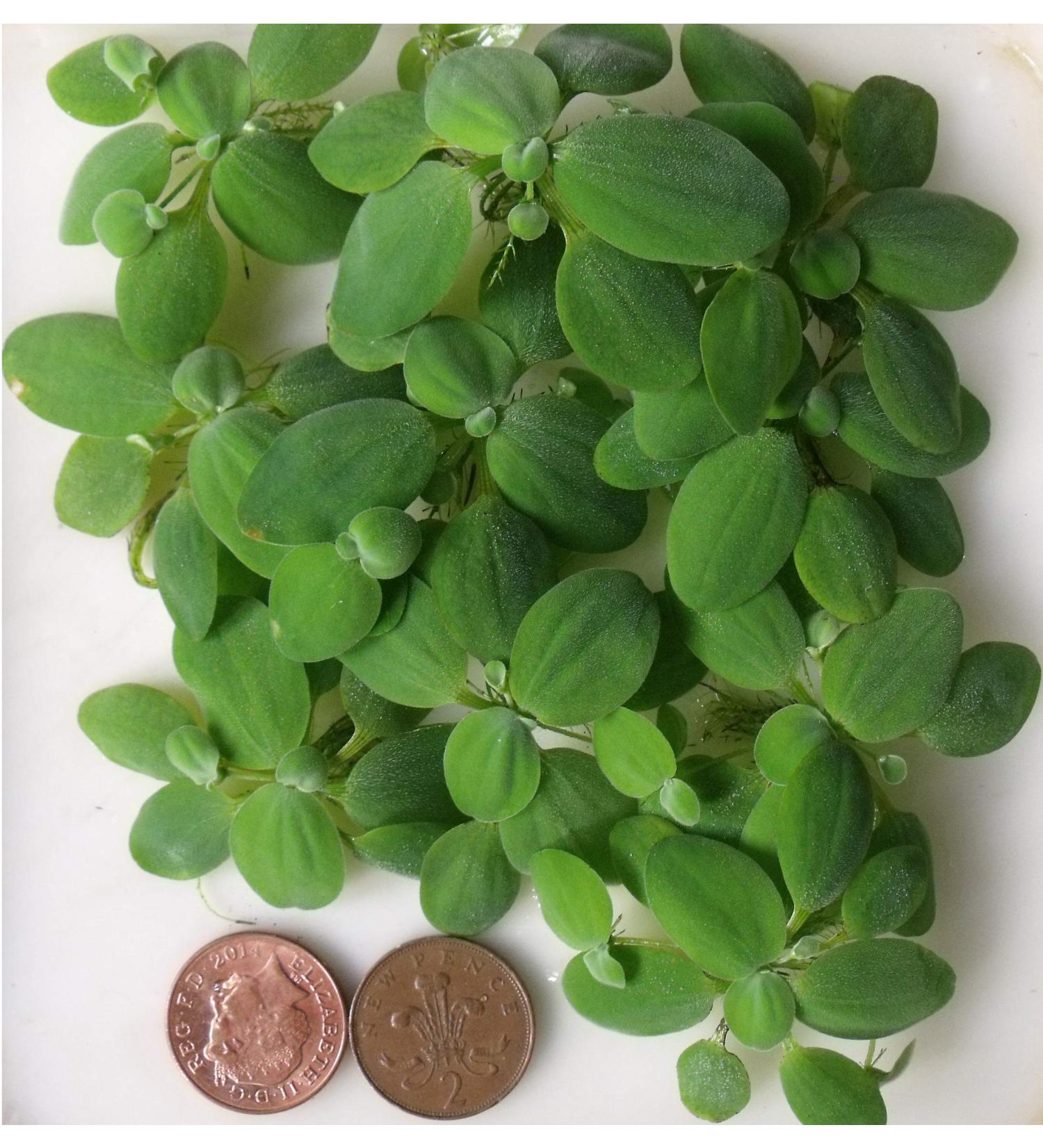 10x Water Lettuce pistia stratiotes Dwarf Mini Live Aquarium Floating Plants - Buy Online on GoSupps.com