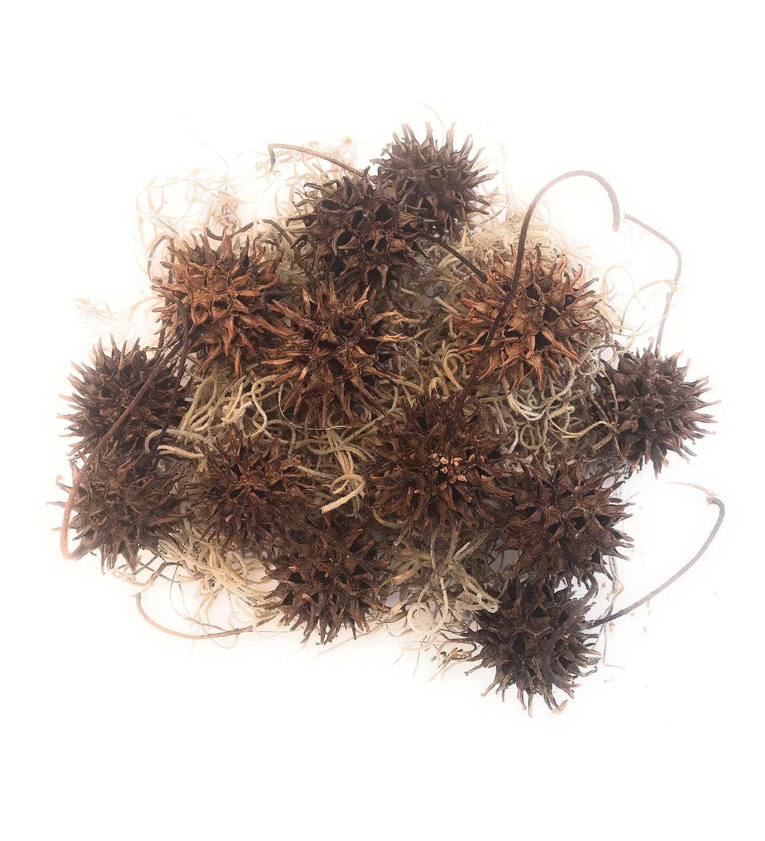 Buy Hand-Picked Generic Witch Burrs & Spanish Moss - Quality International Shipping - Buy Online on GoSupps.com