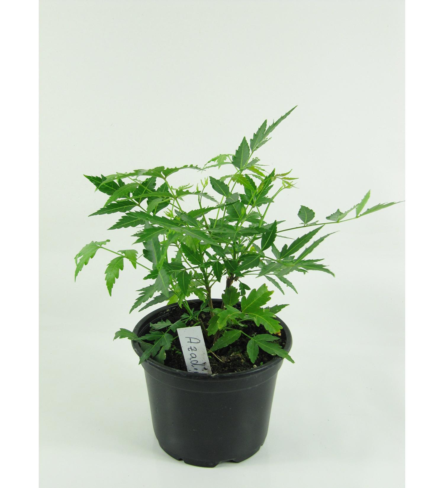 Neem tree Neem tree plant (Azadirachta indica) Neem plant