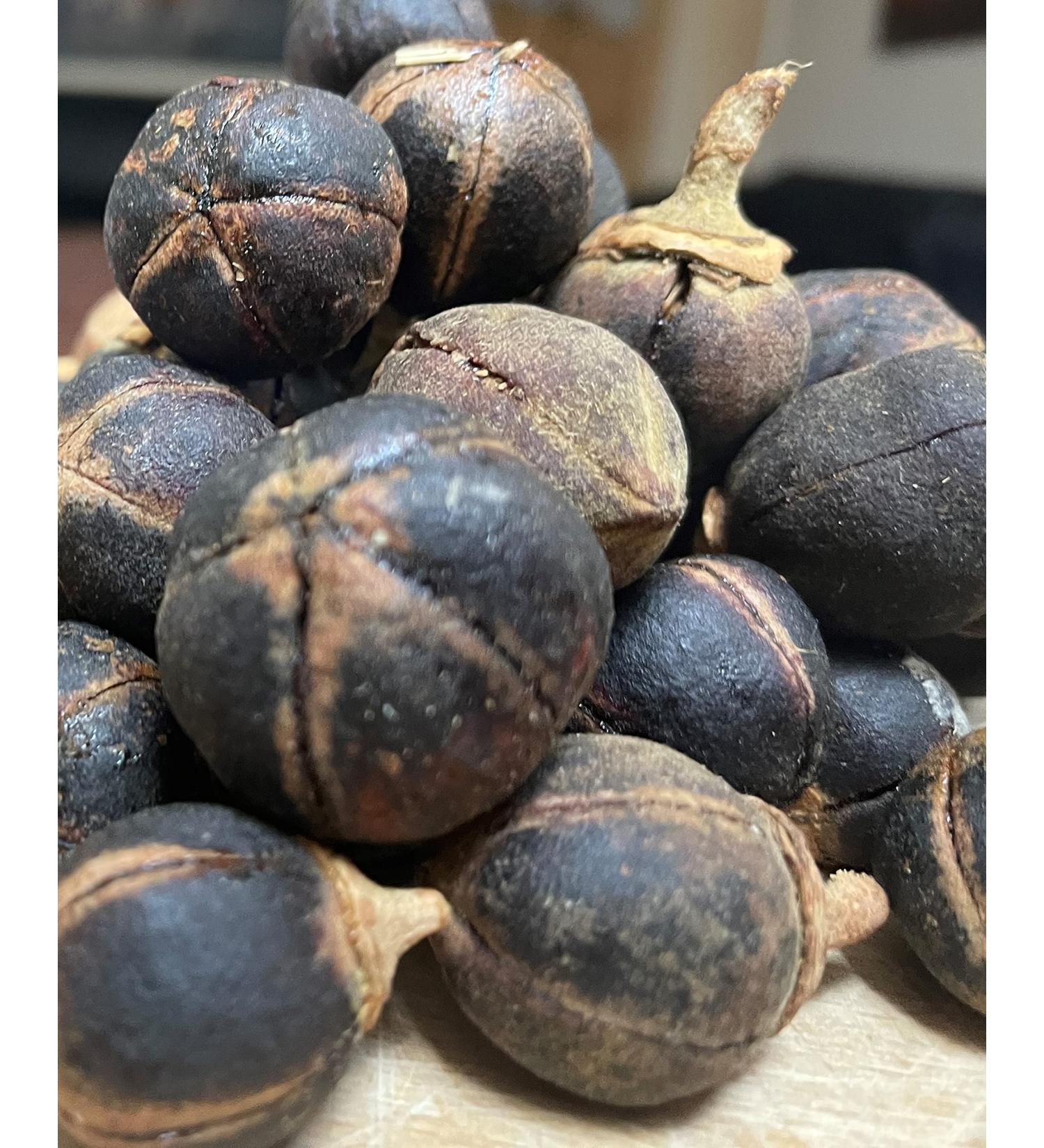 GORONTULA Fruit Azanza Garckeana Organic Sweet Silky Snot Apple Kayamata Various Sizes 30 Pieces - Buy Online on GoSupps.com