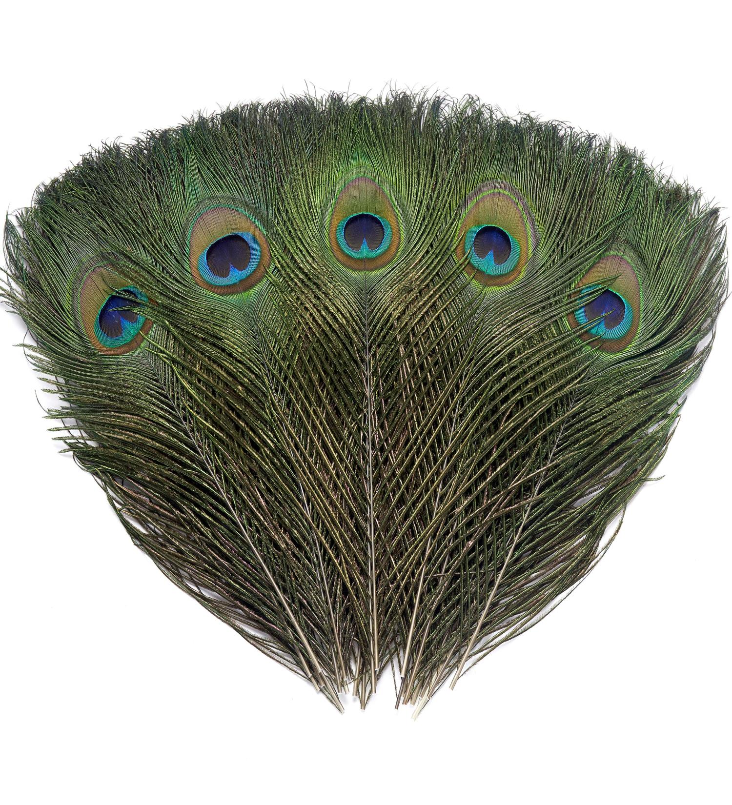 12 PCS Real Natural Peacock Eye Feathers 10-12 inch - DIY Craft & Wedding Decor - Buy Online on GoSupps.com