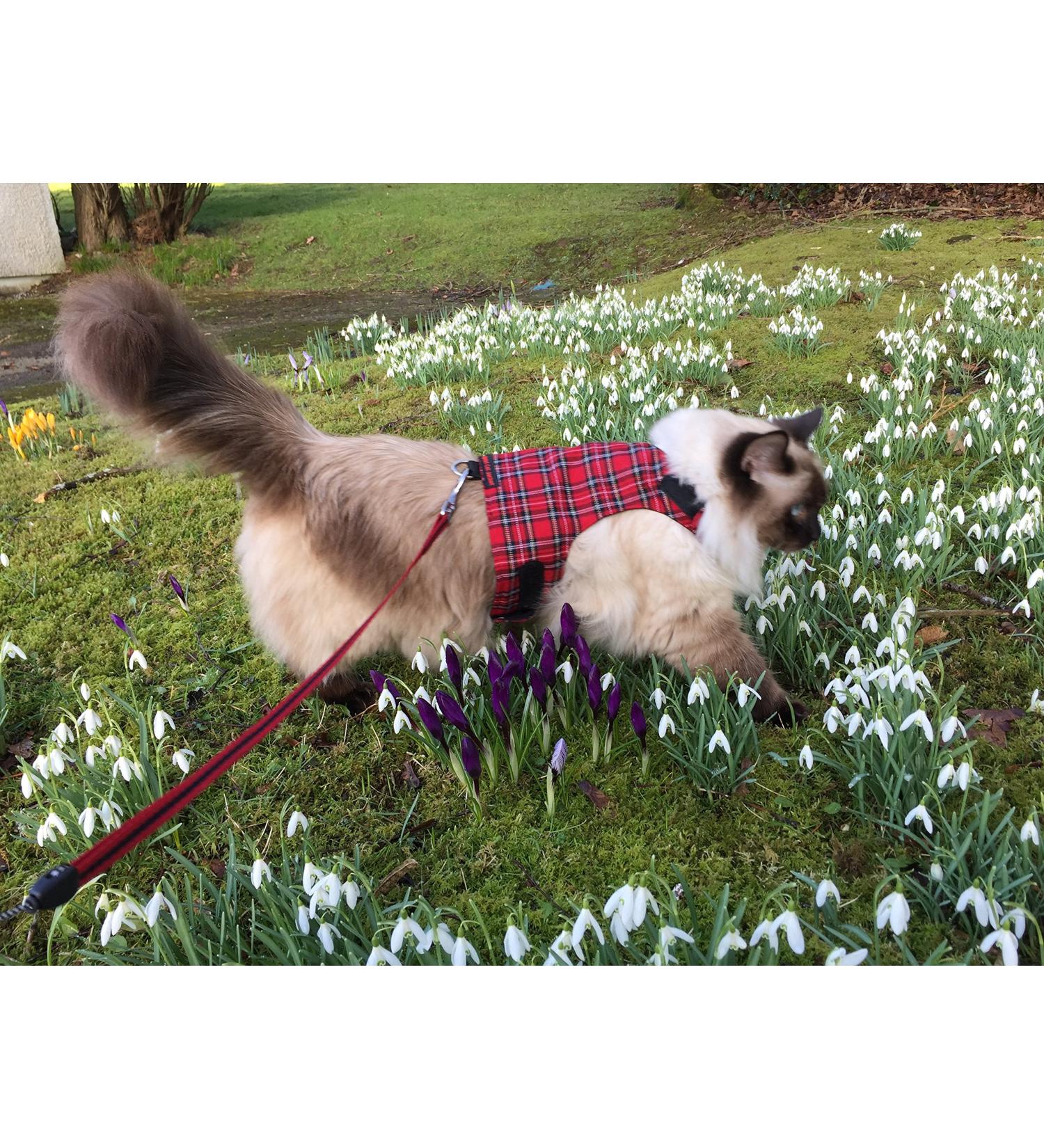 Mynwood Cat Jacket/Harness Royal Stewart Tartan Adult Cat - Buy Online on GoSupps.com