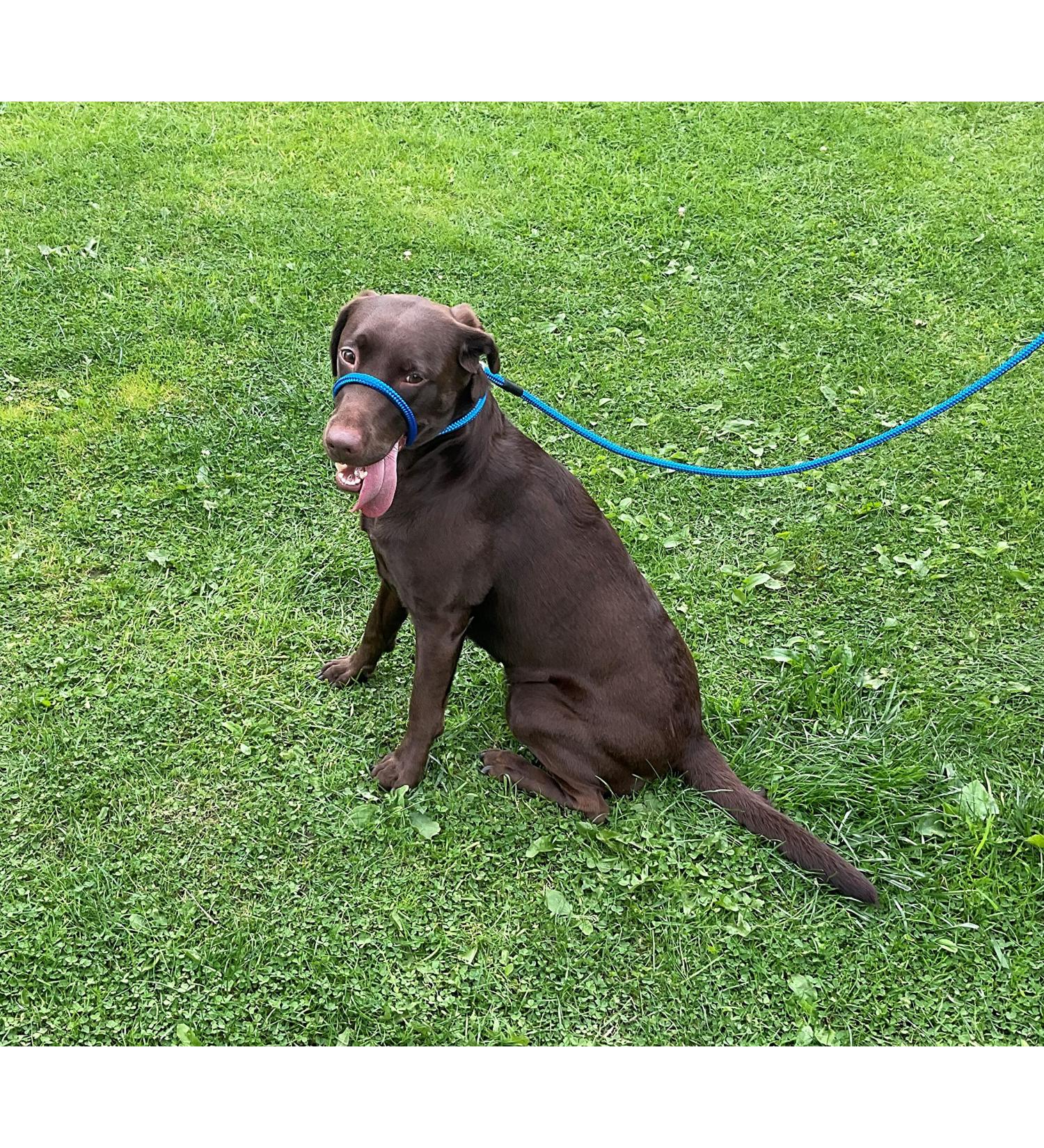 All-in-One Halter for Dogs - No Pull Adjustable Harness in Blue | International Shipping Available - Buy Online on GoSupps.com