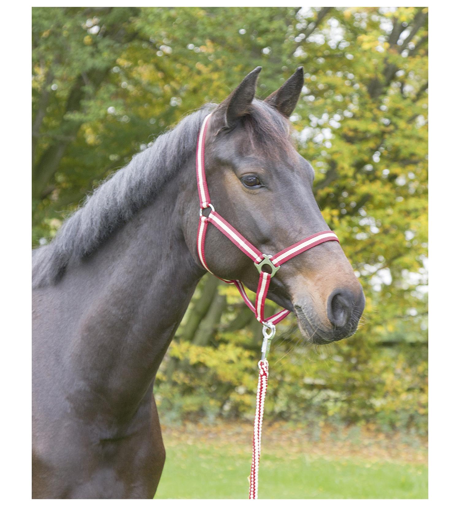 Kerbl Nylon Halter for Hippo Pony & Shetty - Full Cob & XFull Sizes in 6 Colors Including 3 Reds | Durable & Adjustable - Buy Online on GoSupps.com