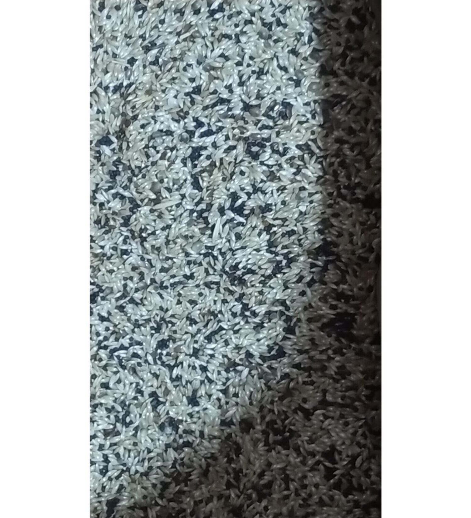 Etakarina Canary Food