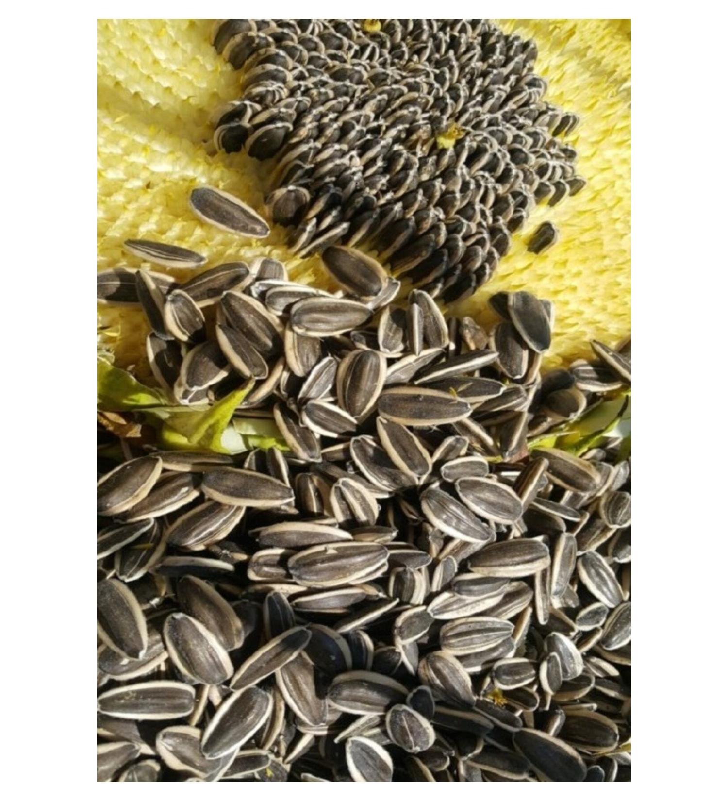 han melipetstore Alaca (Ala) Striped Seeds (Medium Size Grain) 3Kg