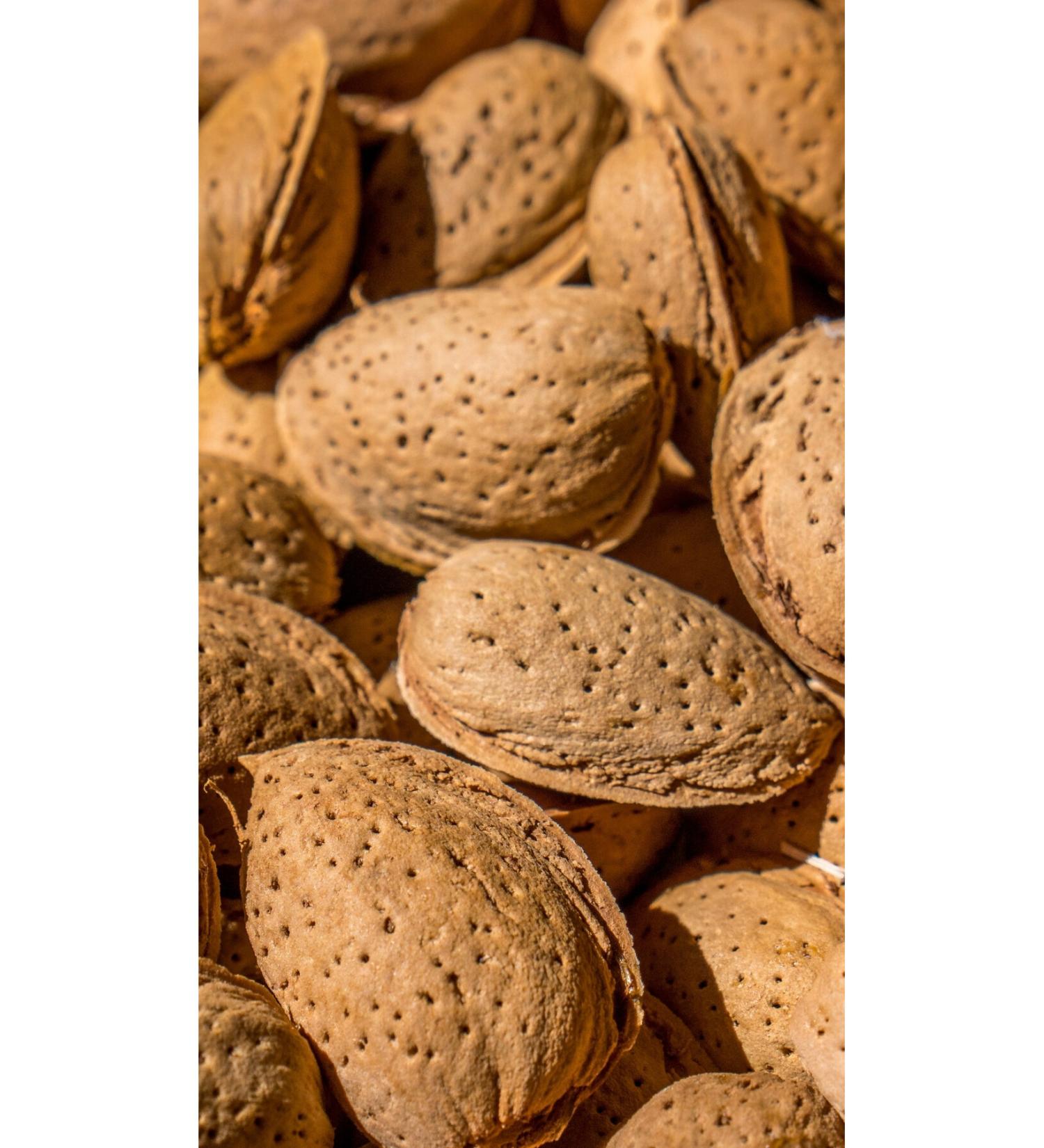 GURUYEM BOX shelled almondsNatural and Nutritious Shelled Almonds - Healthy Snack 1kg