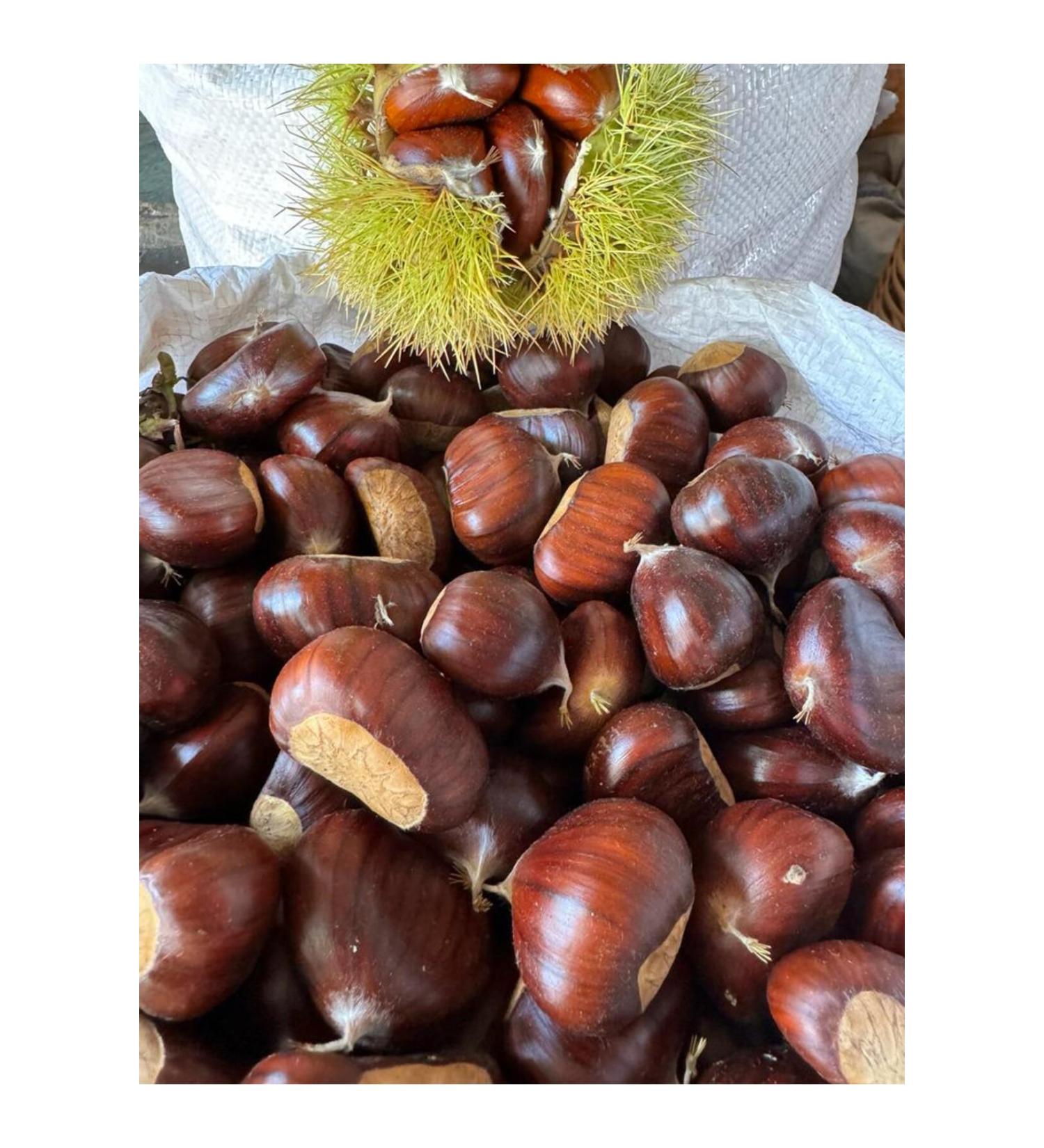 Demircik y Farm Chestnut Large Size 1000 Grams-2024 Harvest