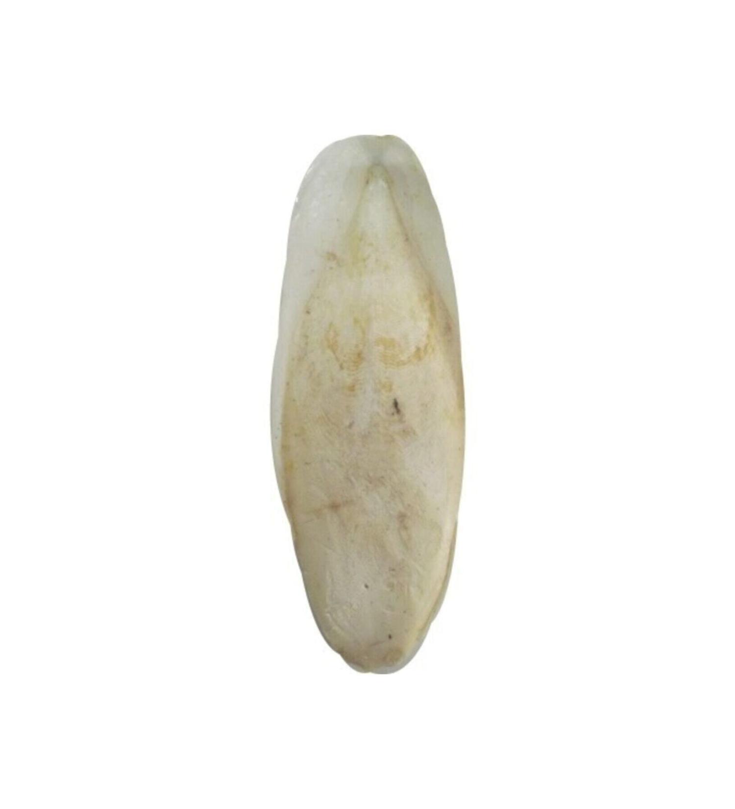 Eva Squid Bone for Birds 1 Piece Xl White