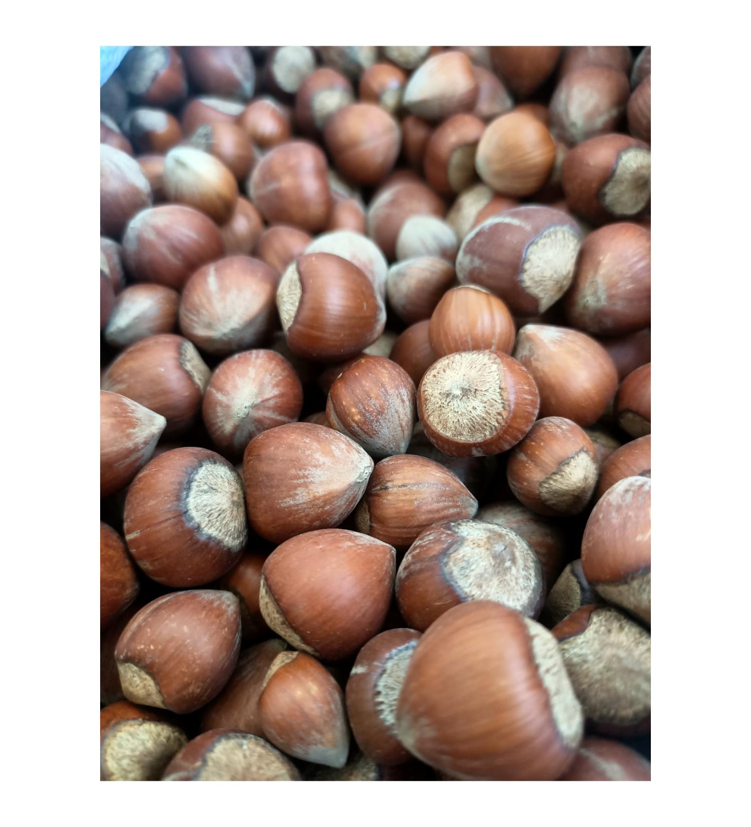 ZANGOO Local 1st Quality Trabzon Chubby Hazelnuts in Shell 1KG - Buy Online on GoSupps.com