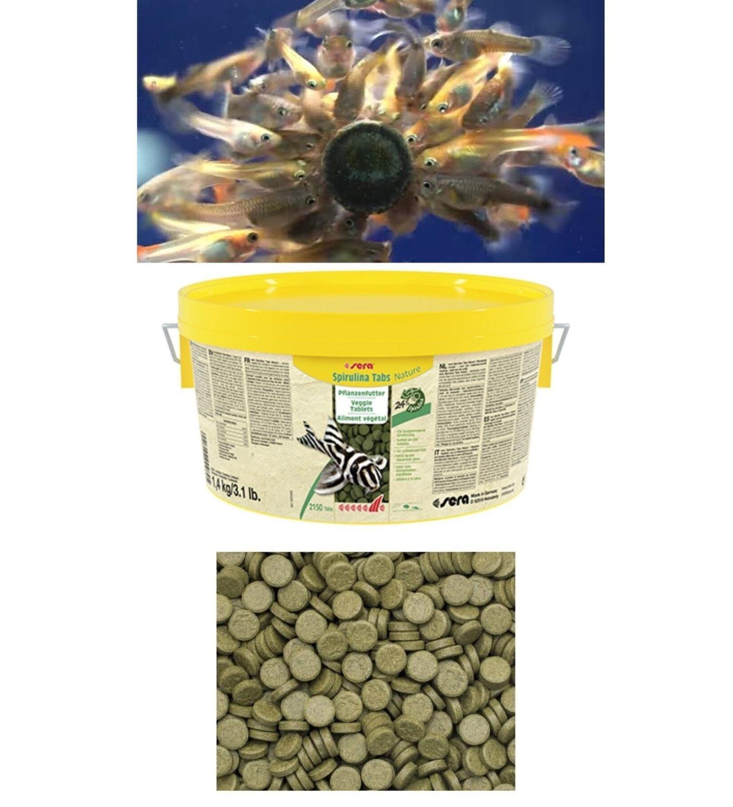 han melipetstore Greenhouse Glass Sticking Tablet Food for Aquarium Fish 50 Pieces (Trial Package) - Buy Online on GoSupps.com