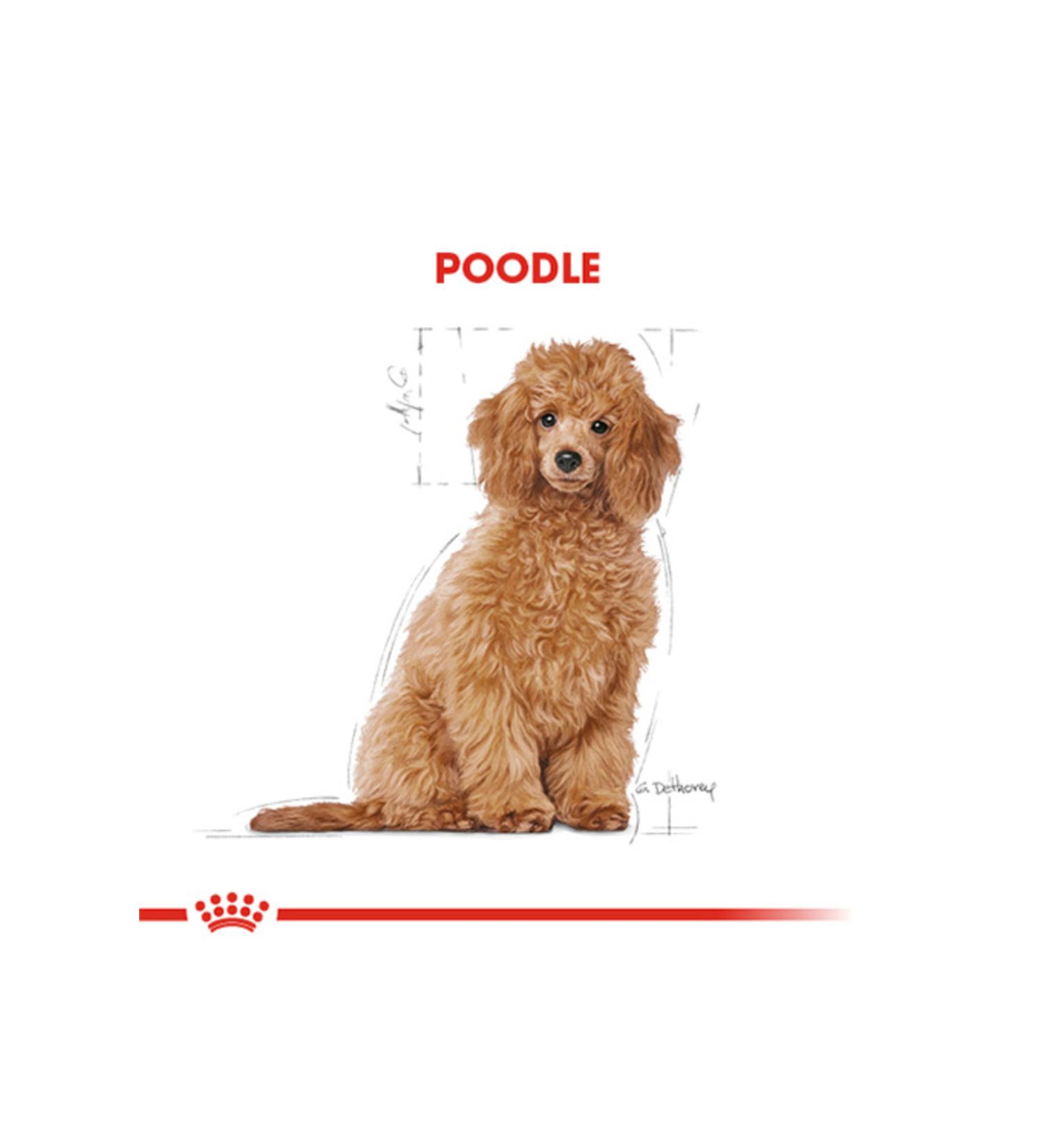 Ali The Stereo Royal Canin Poodle Junior Puppy Food 3 Kg alithestereo