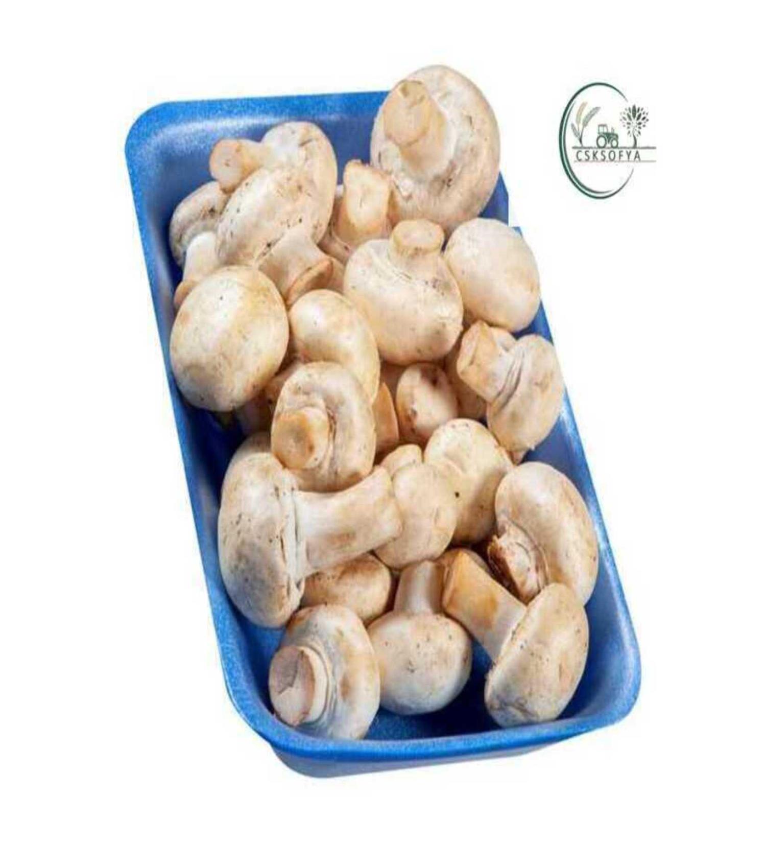 CSK SOFIA FOOD Cultivated Mushroom 300 gr X5 PACKAGE