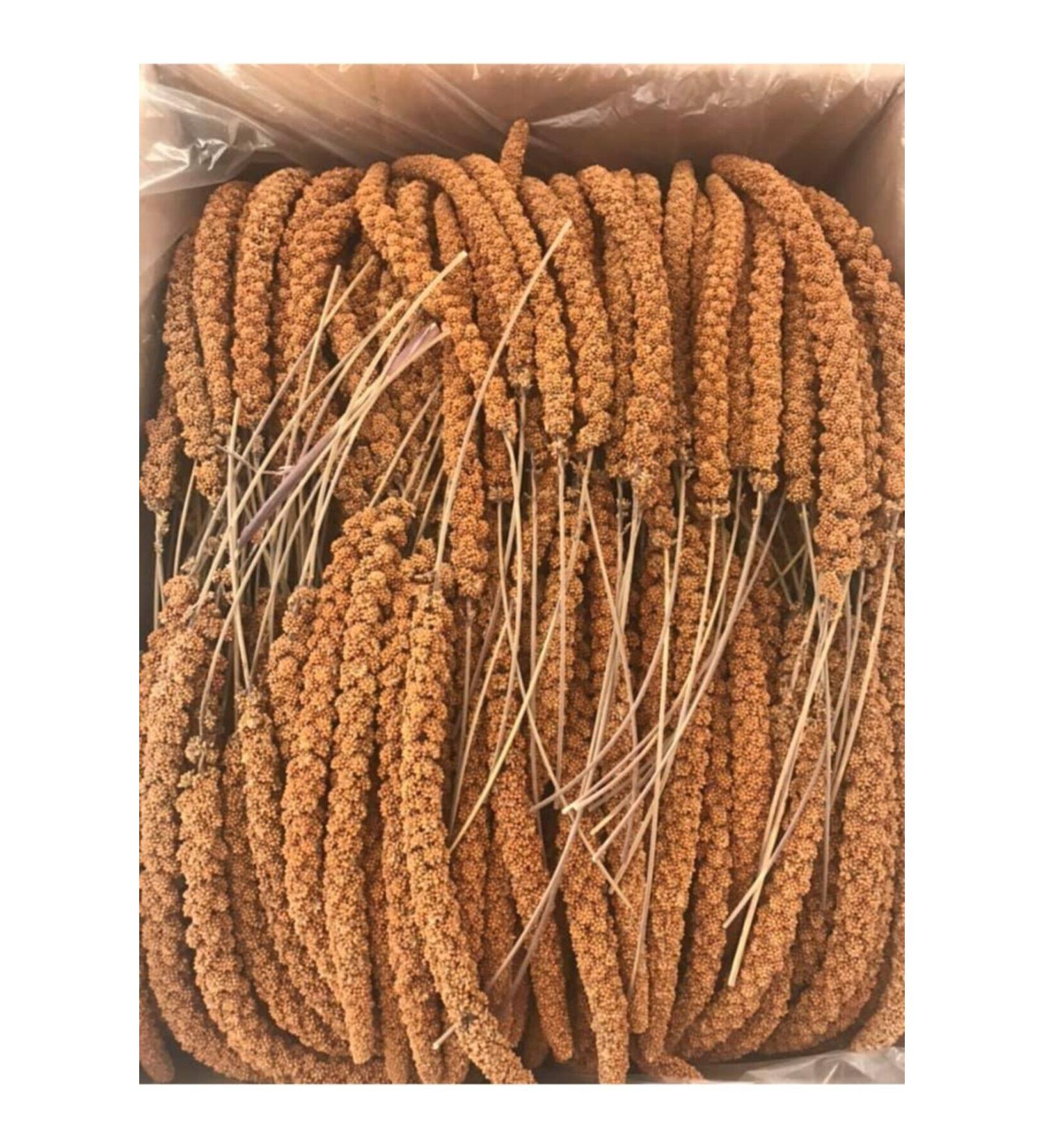 Pause Budgie Food Millet 1 Kg