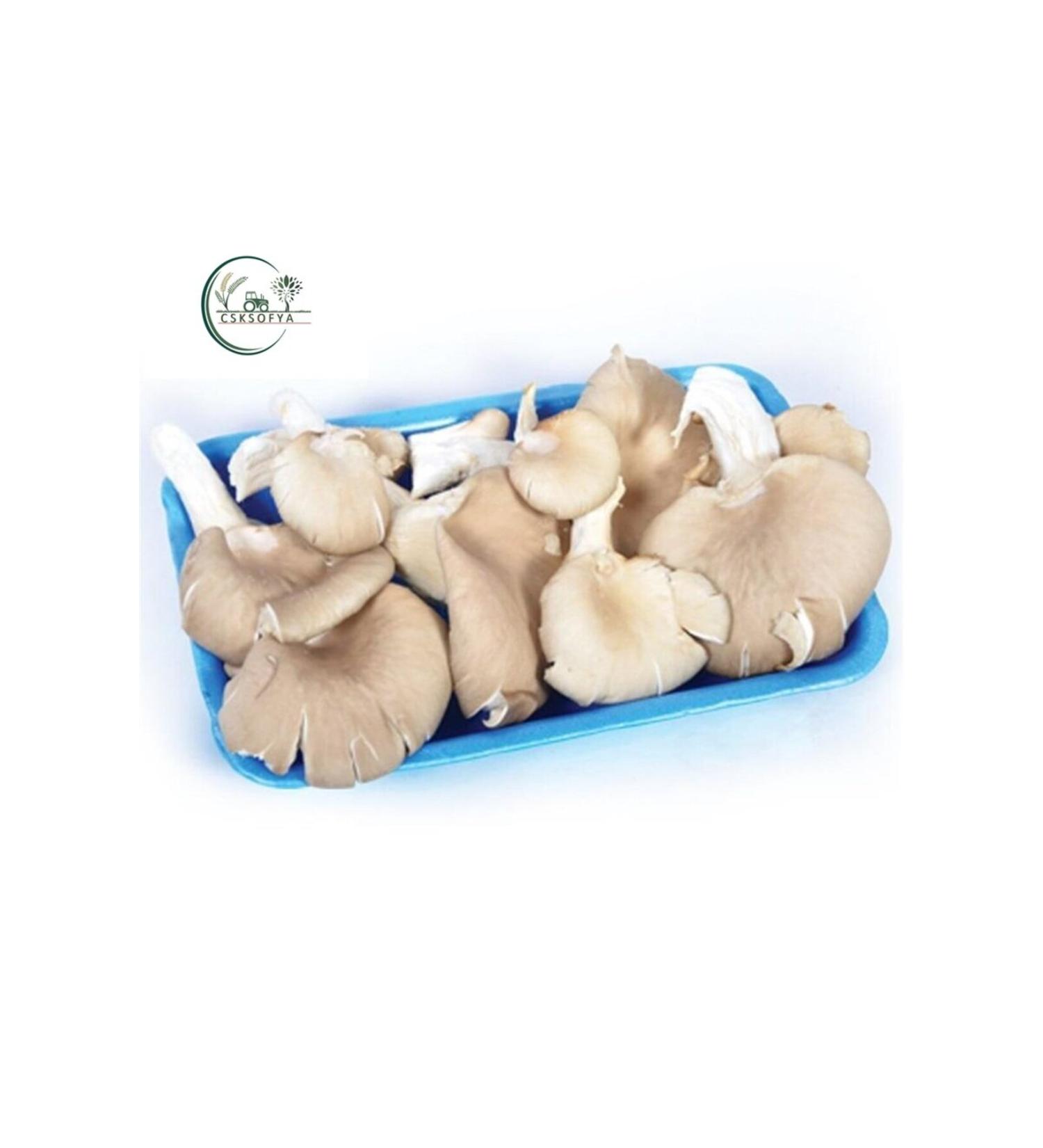 CSK SOFIA FOOD Oyster Mushroom 200 gr X5 Package
