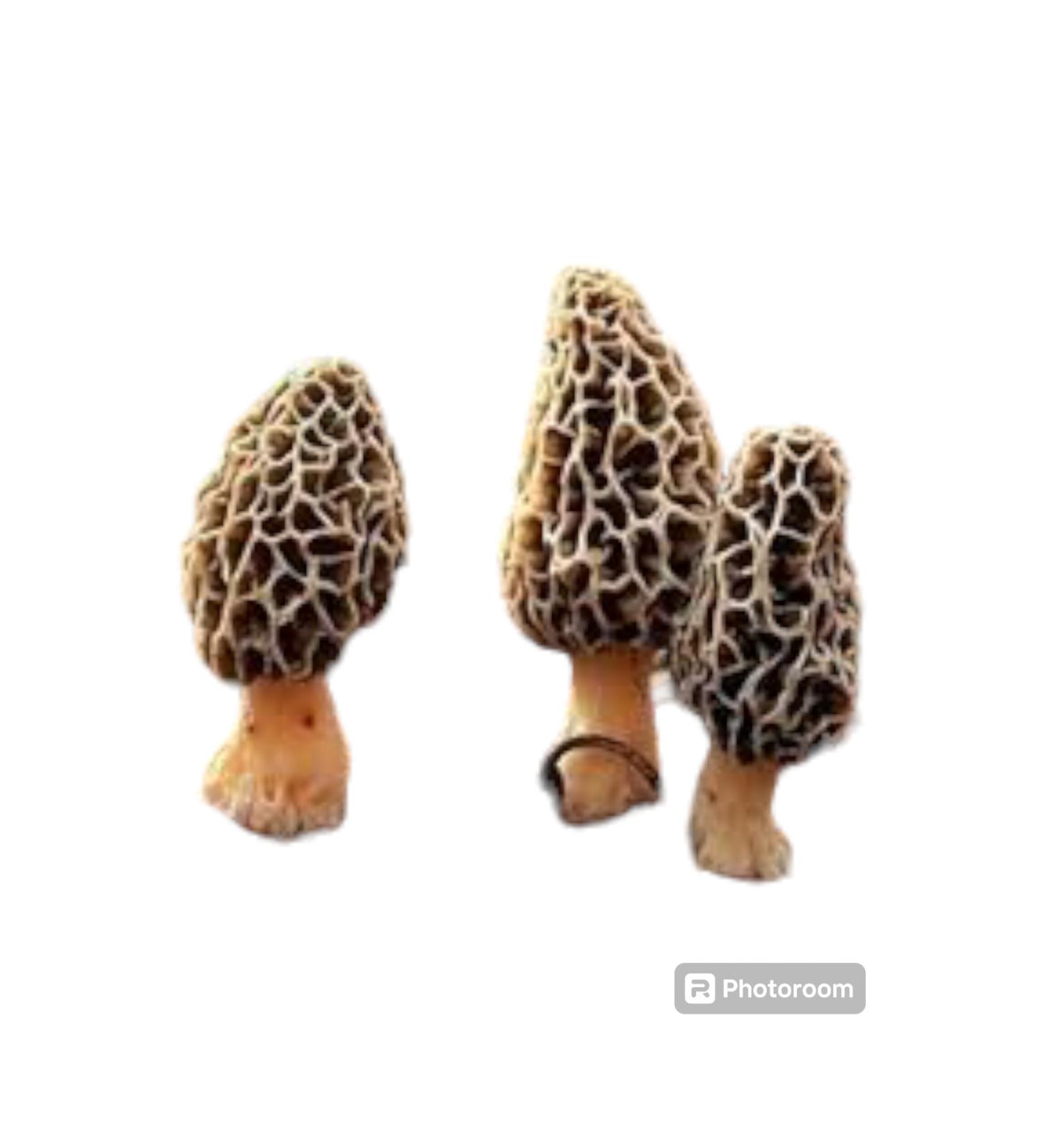 Classy Morel seed 1 kg
