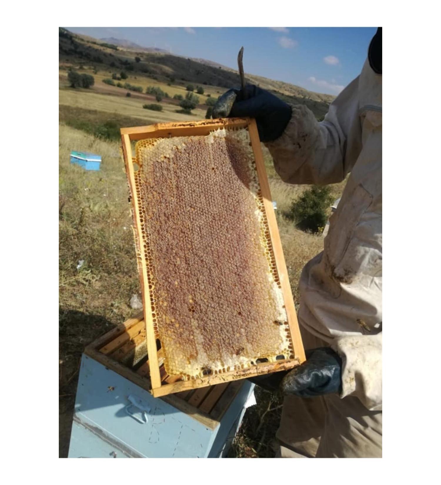 OZMU BAL Huge Campaign from Production Lath Honey 2.7- 3 kg