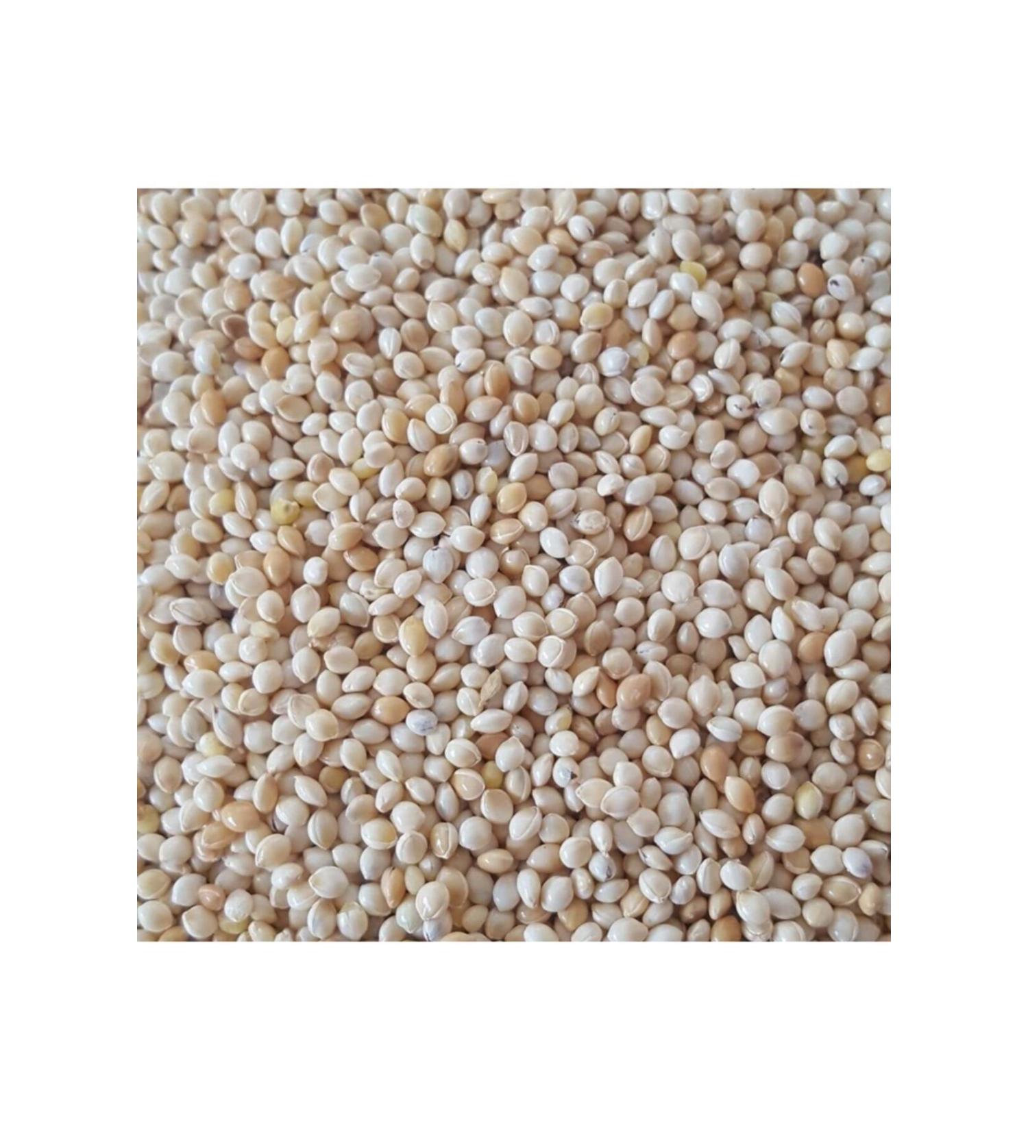 White Millet Plain Bird Food 5 Kg Budgie Indian Nightingale Parrot Food