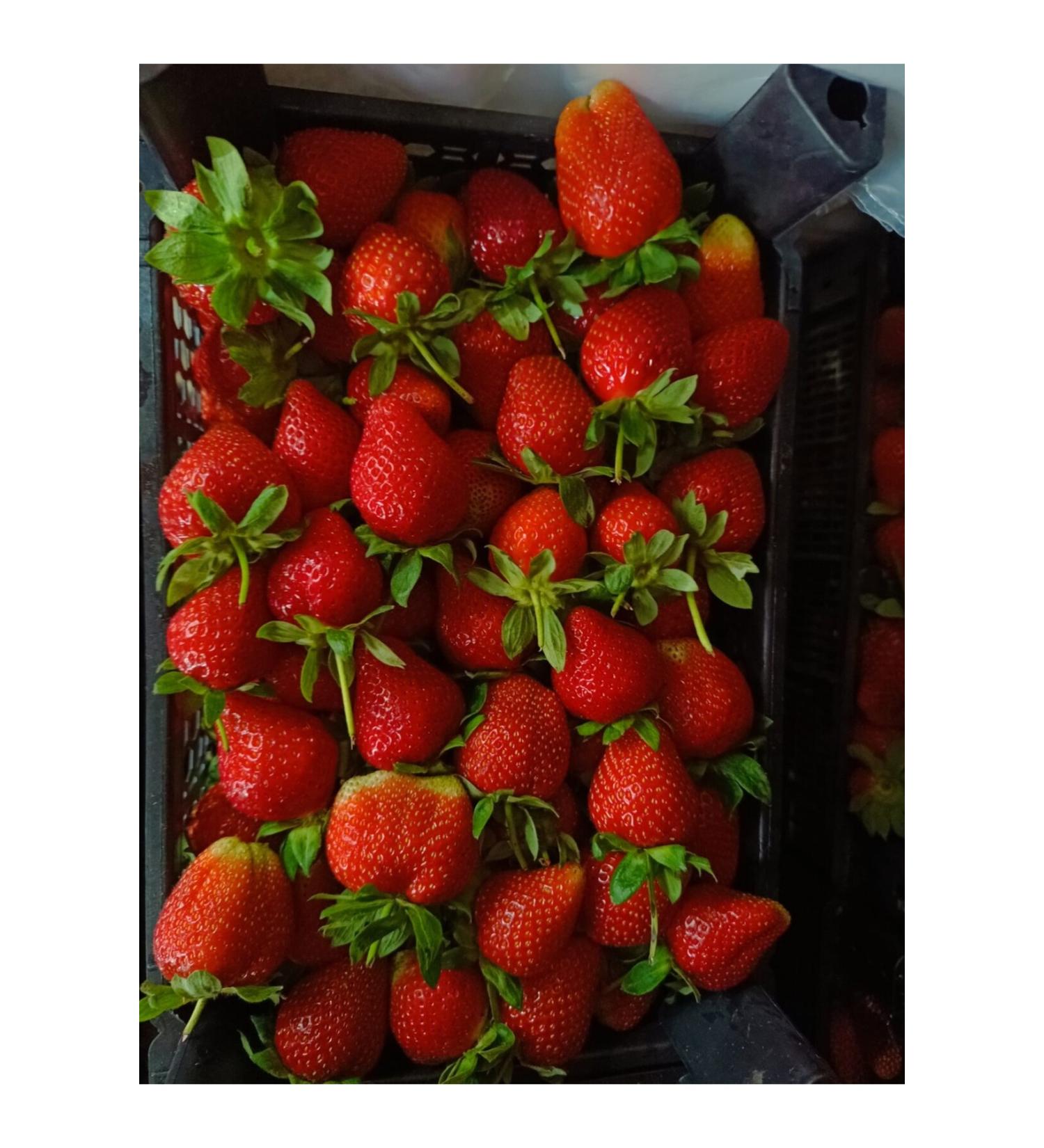 Agricultural and Animal Products strawberry jam 500 gr