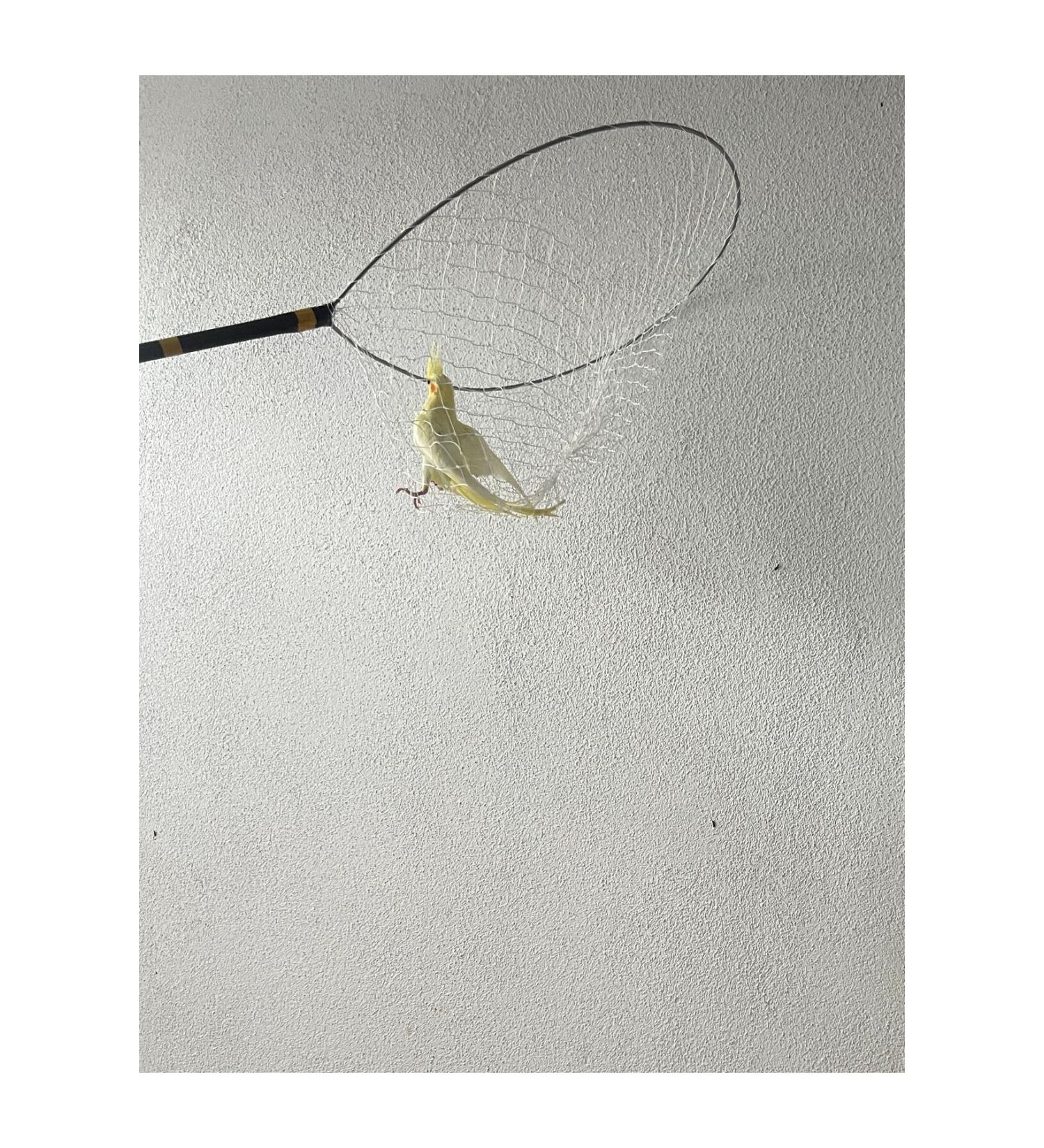 Store Bird Catching Bucket - Buy Online on GoSupps.com