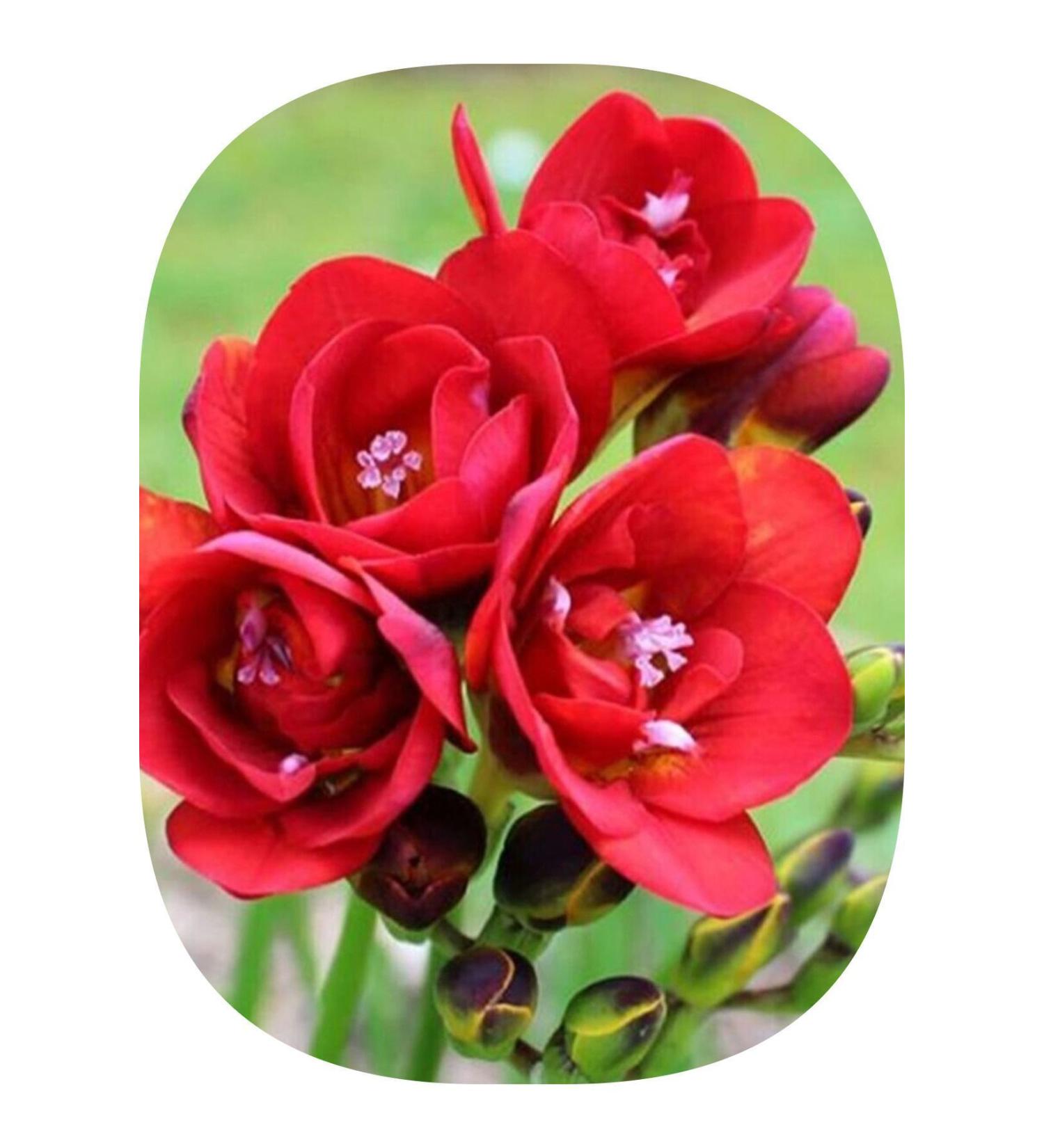 Asya 1 Piece Red Freesia (Freesia Bulbs) Flower Bulb Layered Fragrant