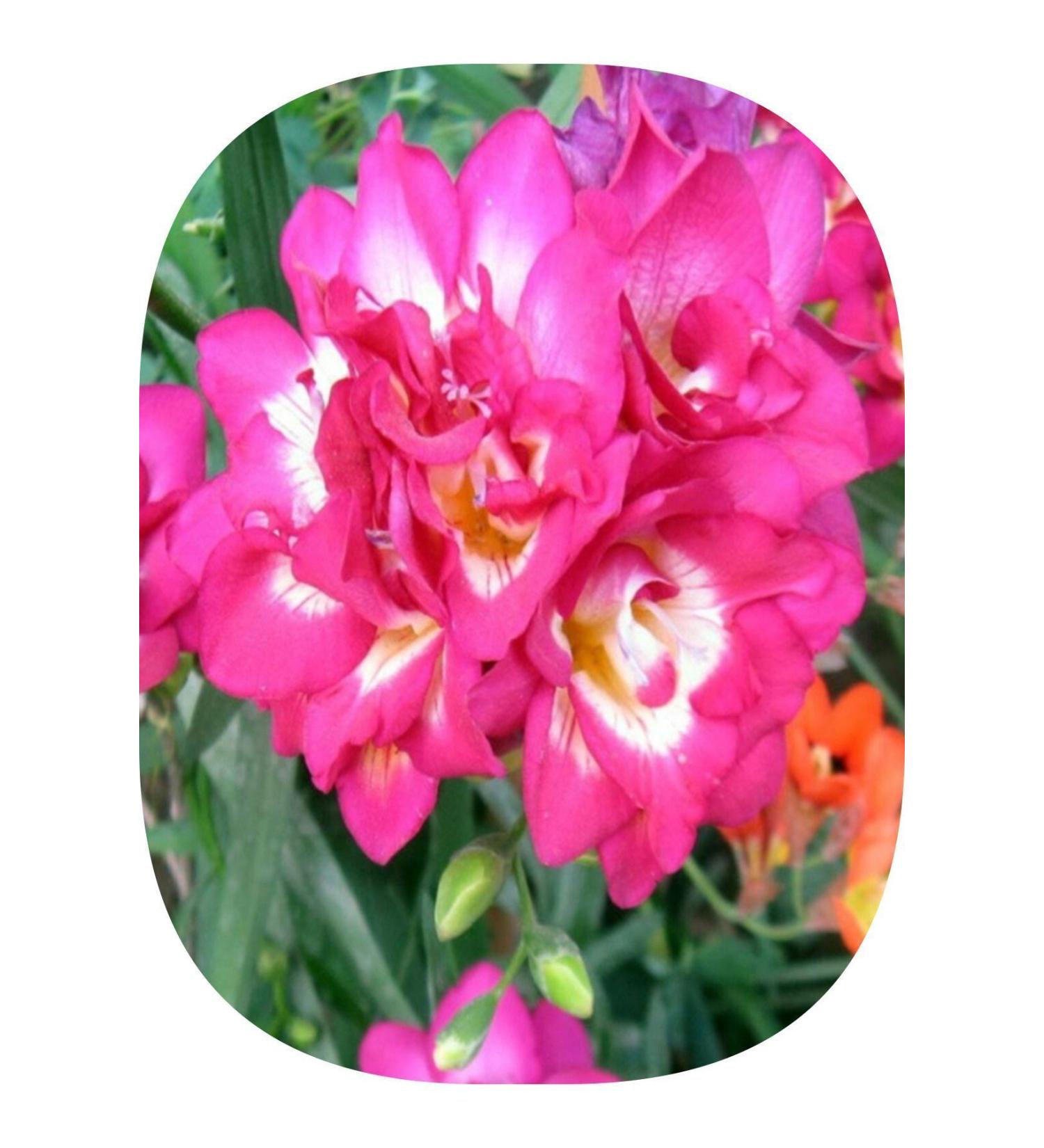 Asya 1 Pink Freesia Bulbs Flower Bulb Layered Fragrant